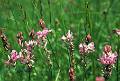 F43 sainfoin 2436 de meije de poortere