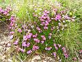 F70 silene acaule de_christian_foucher