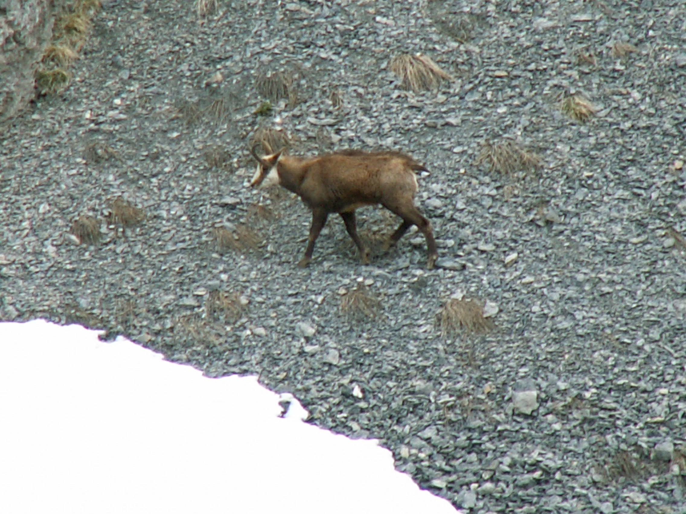 A08-Chamois-de-jea-philippe-sage.jpg