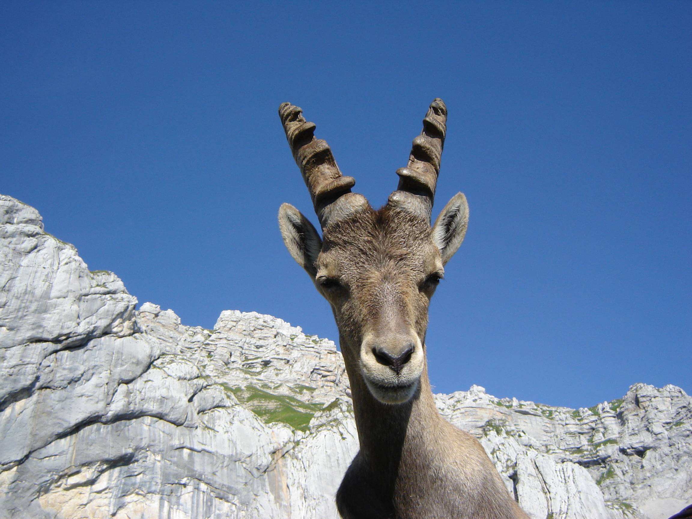 A14-Jeune-chamois-de-bernard-canac.jpg