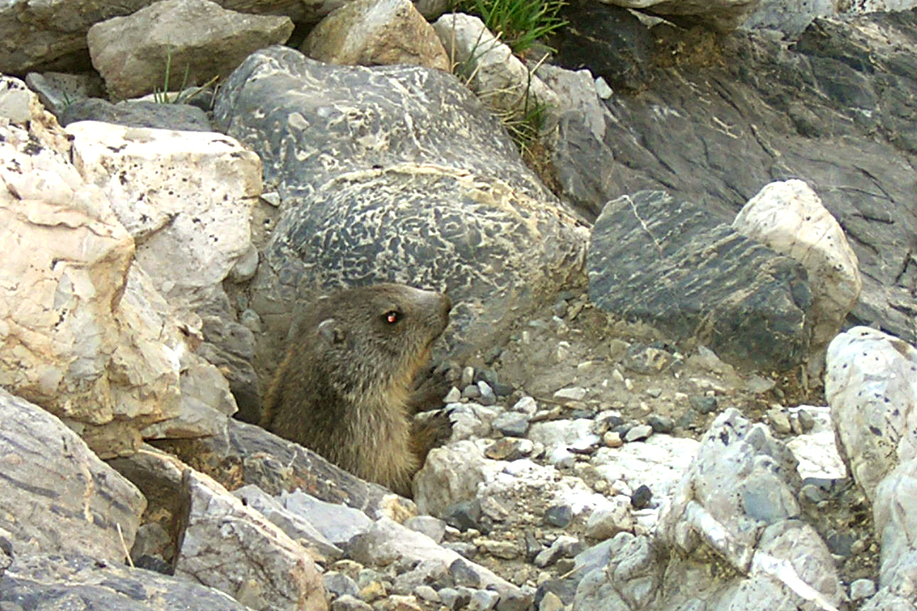 A15-Marmoton-aux-Granges-de-Christian-Lauby.jpg -           