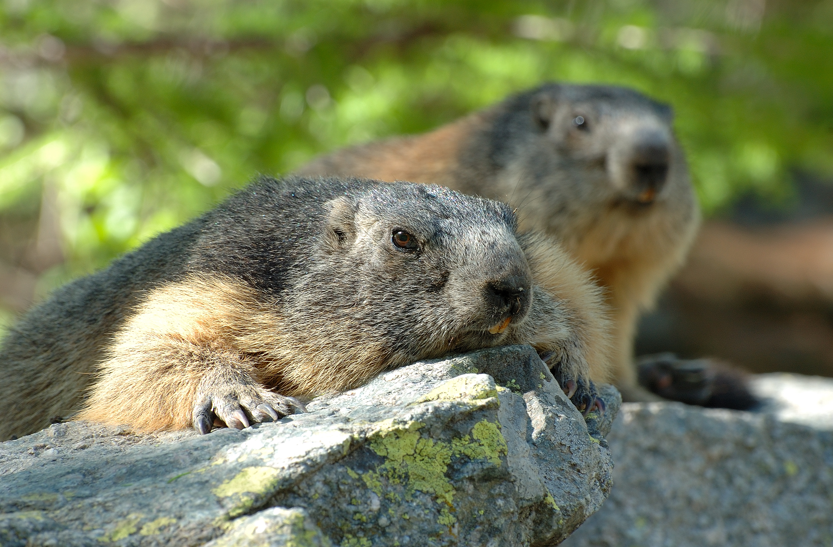 A17-Marmotte-portrait-de-philippe-dacko.jpg