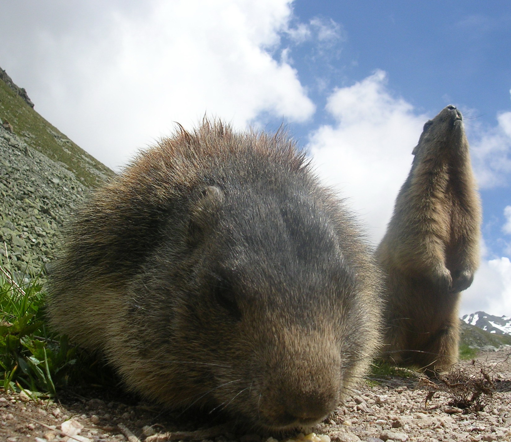 A18-Marmottes-de-adjou-azize.jpg