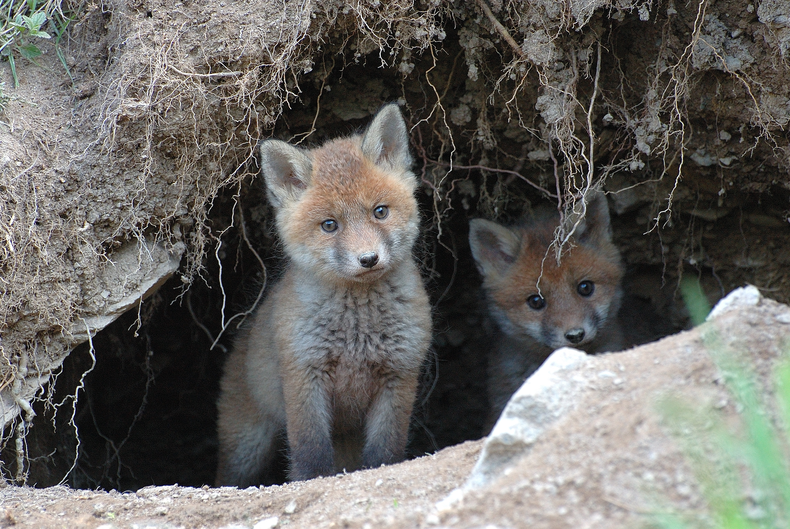 Les ANIMAUX Et Leurs MESSAGES RENARD Les ANIMAUX Et Leurs MESSAGES RENARD