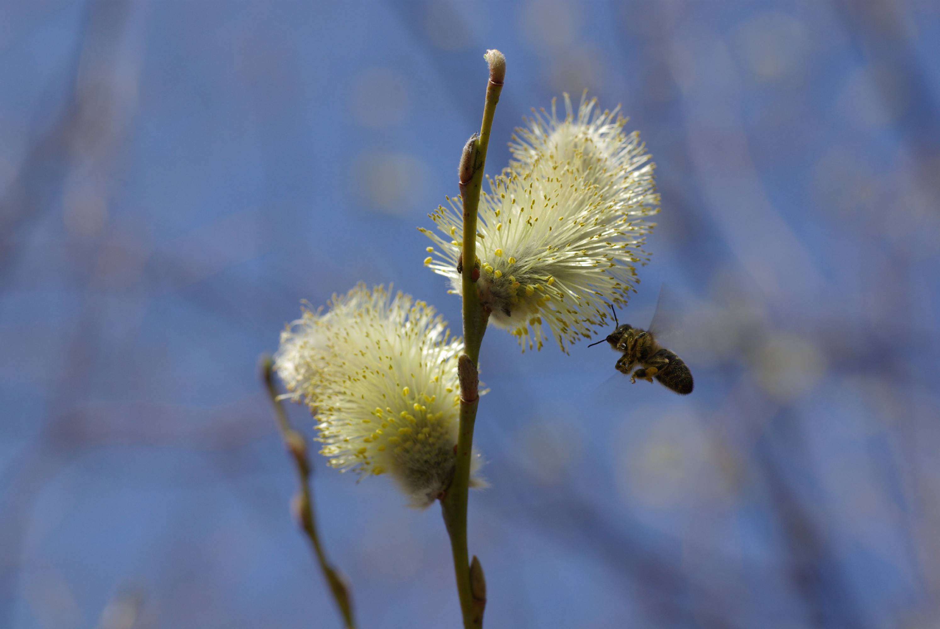 A23-abeille-sur-chaton-de-saule-de-regis-de-poortere.JPG