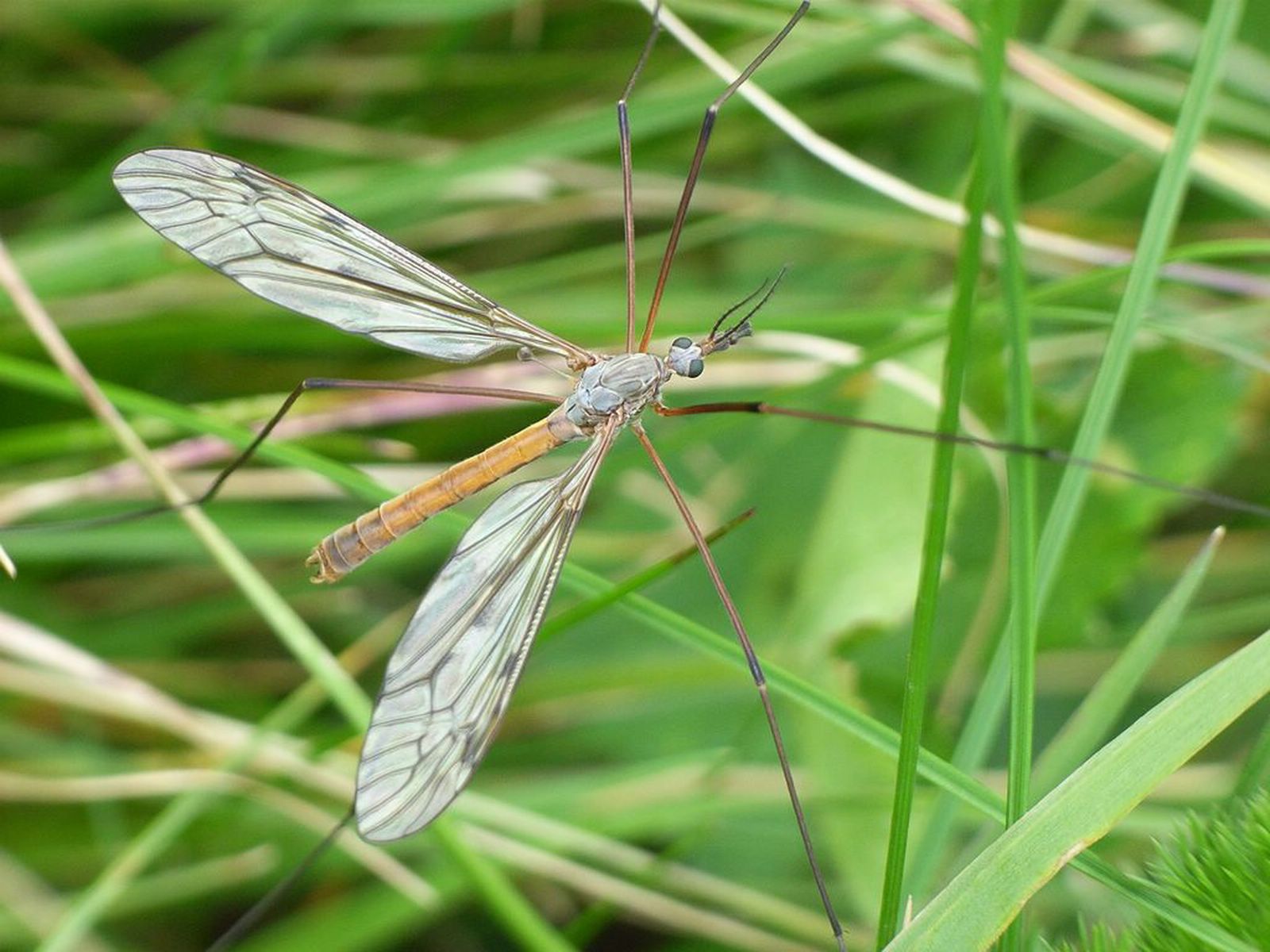 A27-Moustique-format1520-de-gisele-duvernetpret.JPG