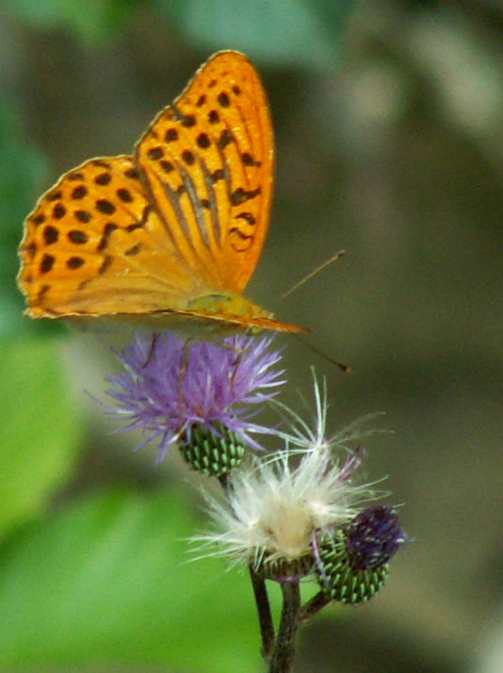 A30-chardon-de-montagne-et-papillon-de-jean-philippe-sage-1.jpg