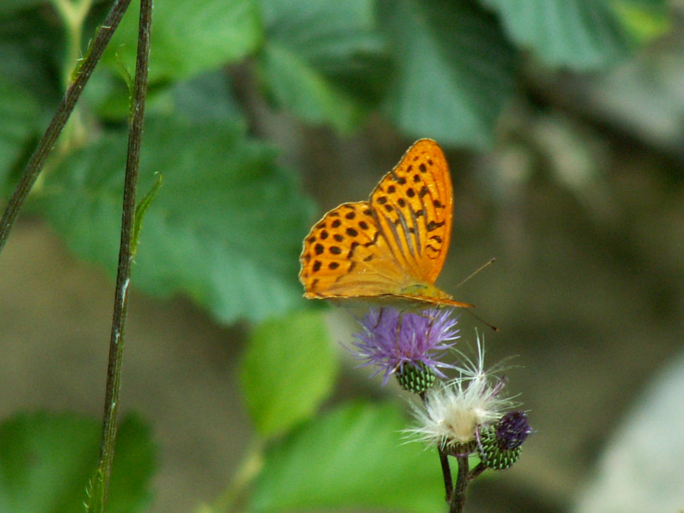 A30-chardon-de-montagne-et-papillon-de-jean-philippe-sage.jpg