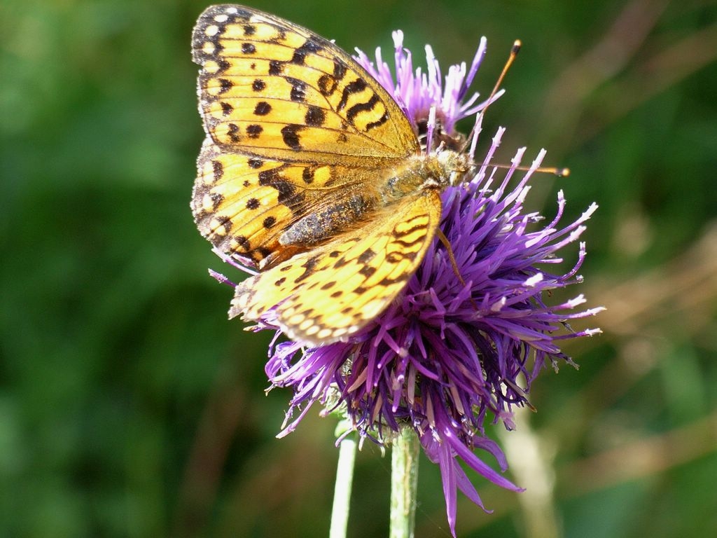 A31-Chardon-et-Papillon-format1520-de-gisele-duvernetpret.JPG