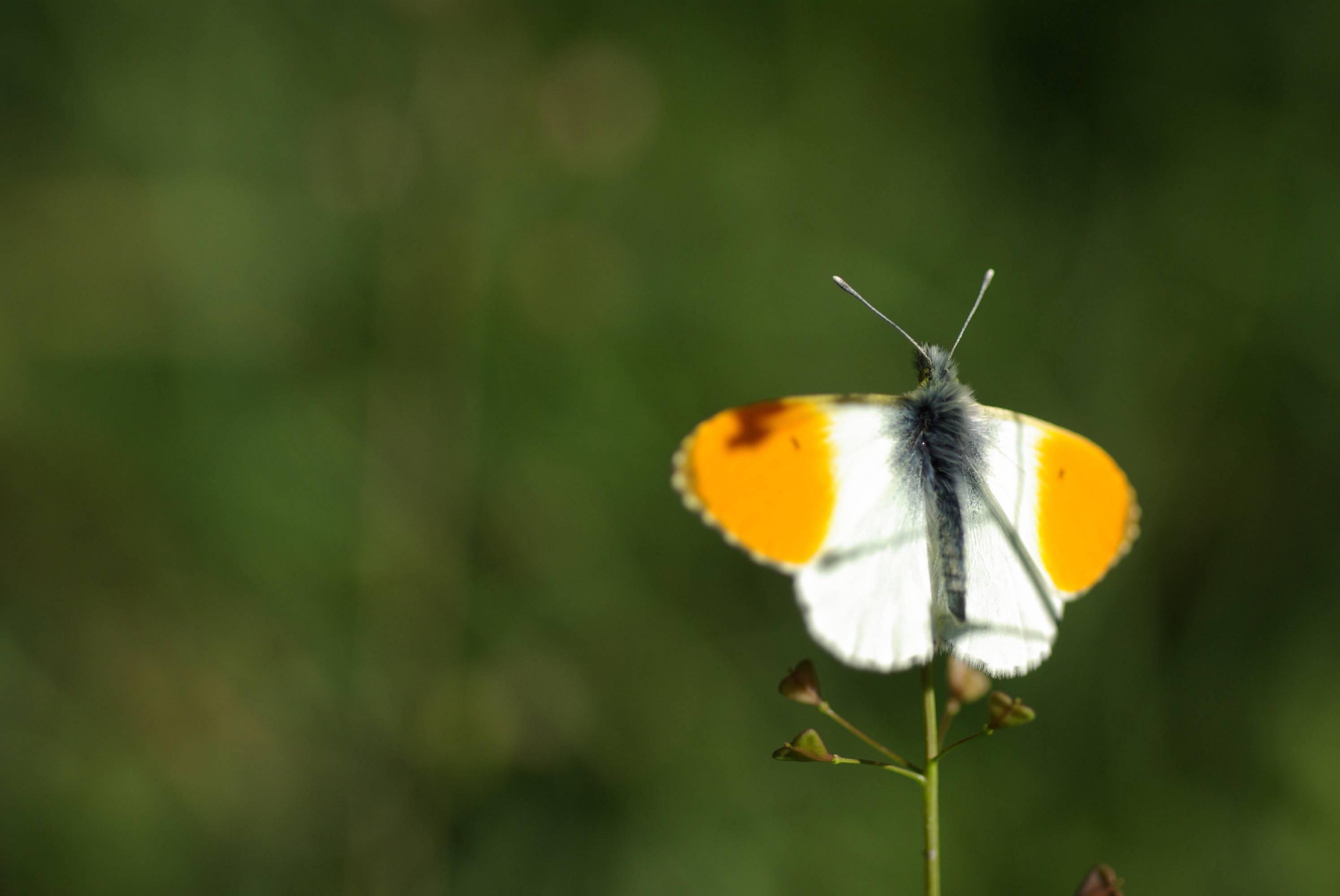 A32-papillon-de-benedicte-emelien.JPG