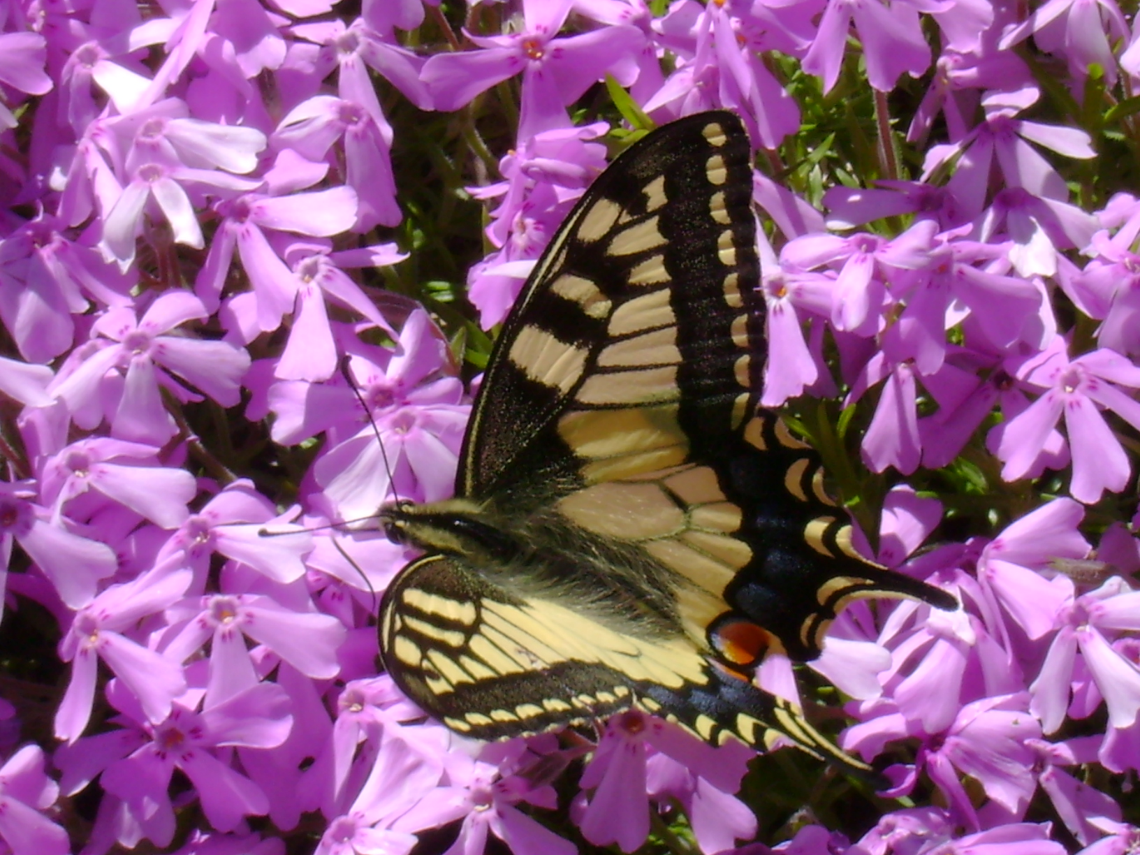 A33-Papillon-Machaon-papilio-machaon-de-martine-falcoz.JPG