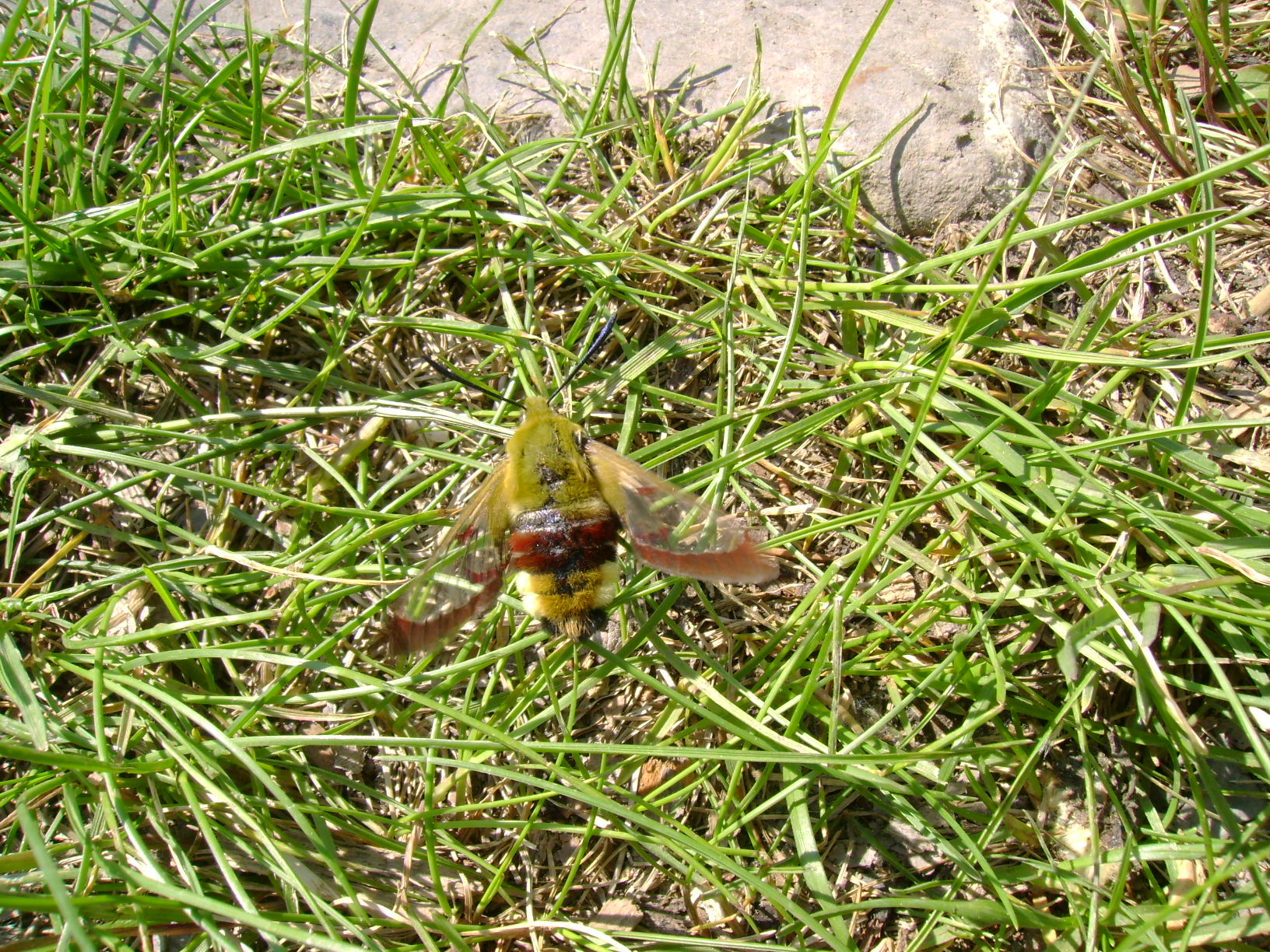 A34-Papillon-sphinx-gaze-hemaris-fuciformis-de-michel-falcoz.JPG