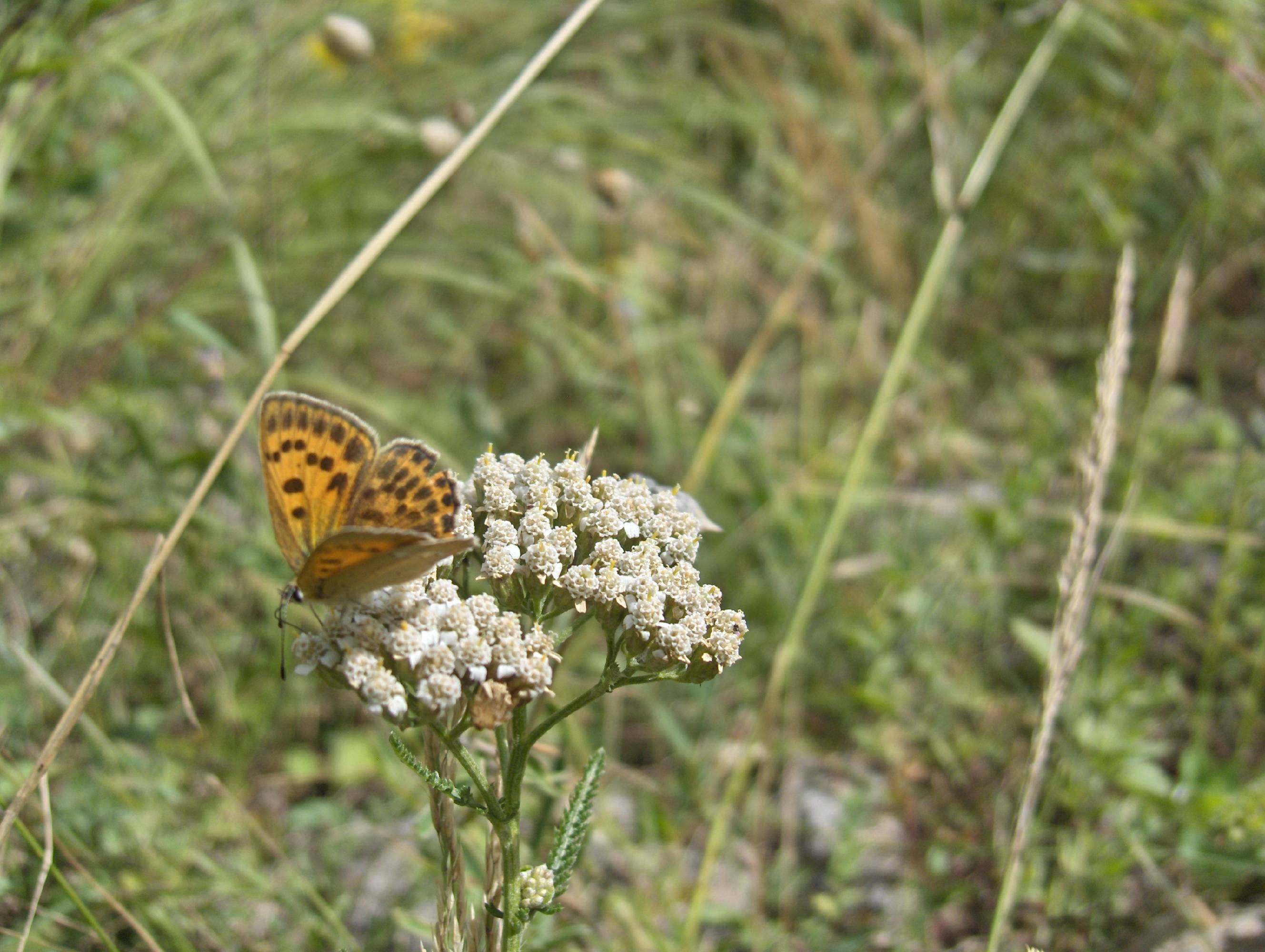 A35-papillon-sur-achilee-millefeuile-de-brigitte-cahen.JPG