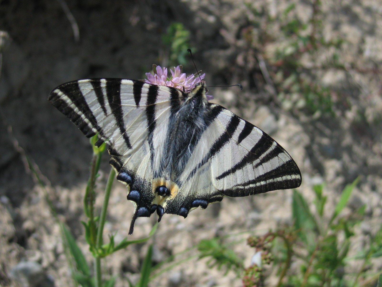 A36-scabieuse-et-papillon2-de-jean-luc-kieken.jpg