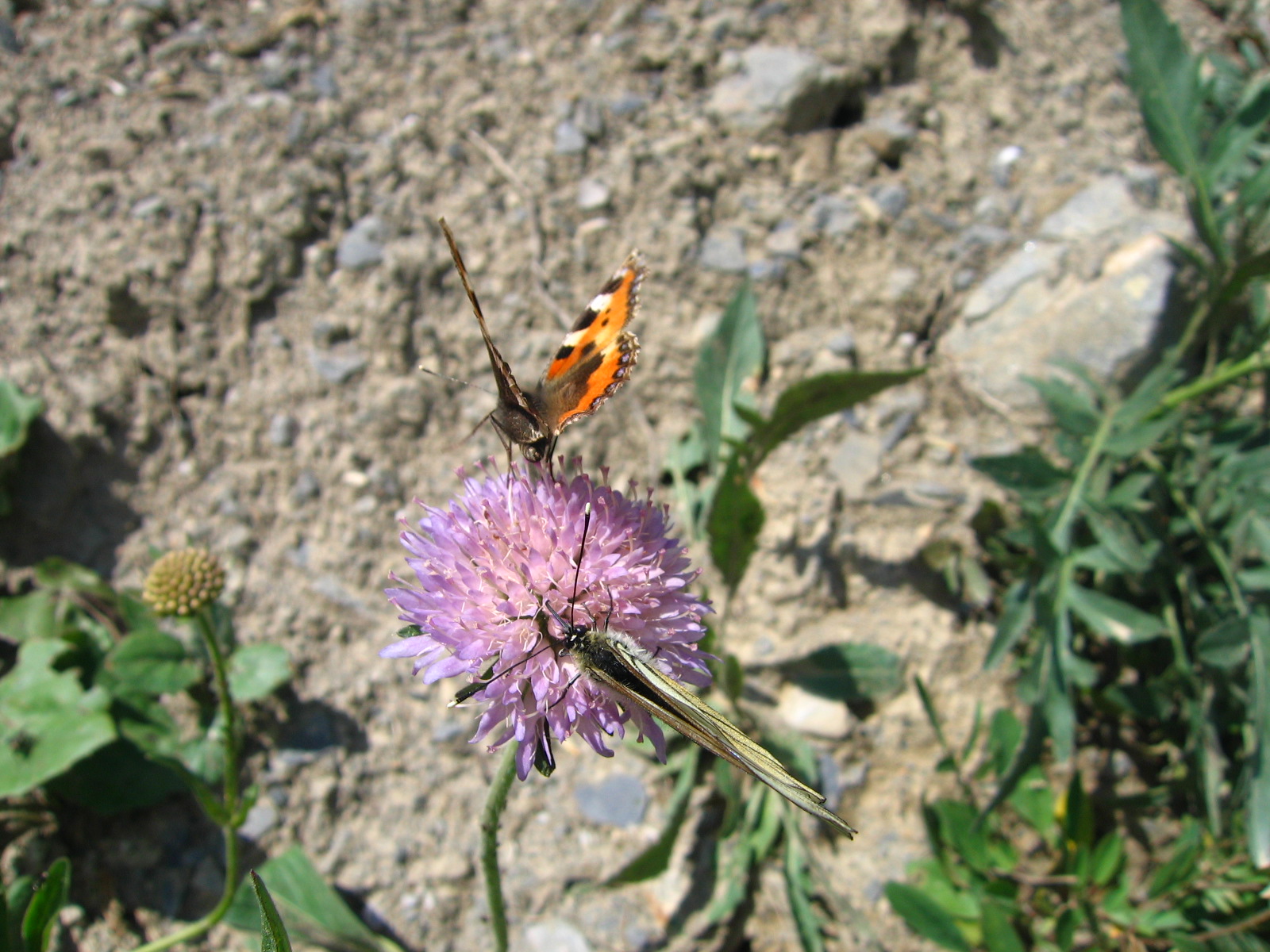 A37-scabieuse-et-papillon-de-jean-luc-kieken.jpg