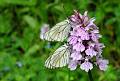 A29Orchis-et-papillon-Gazes-de-philippe-dacko