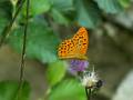 A30-chardon-de-montagne-et-papillon-de-jean-philippe-sage