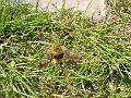 A34-Papillon-sphinx-gaze-hemaris-fuciformis-de-michel-falcoz