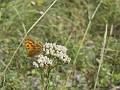 A35-papillon-sur-achilee-millefeuile-de-brigitte-cahen