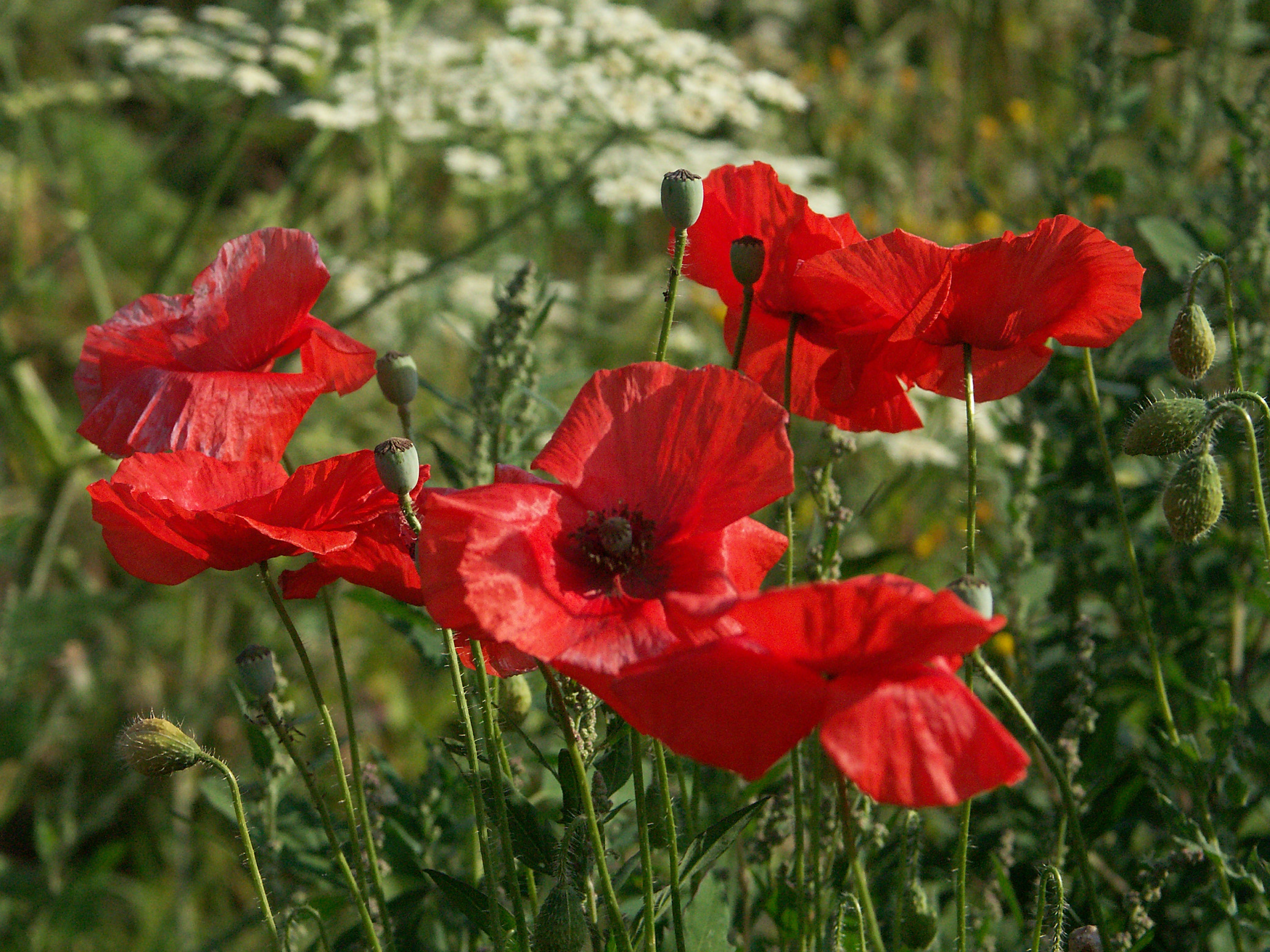 F02-fleur-de-pavot-de-isabelle-battentier.jpg - Minolta DSC