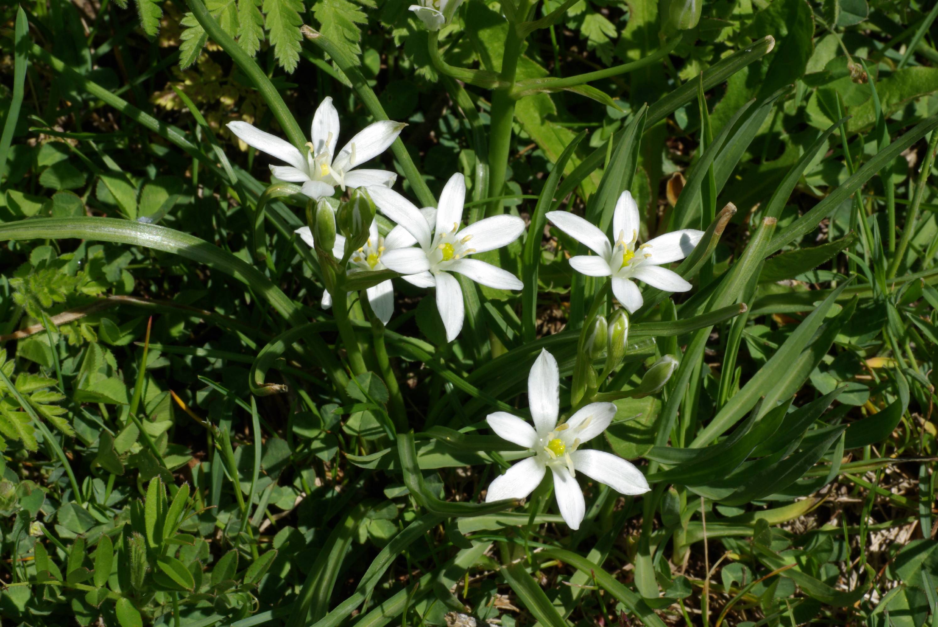 F05-ornithogale-dame-de-onze-heure-de-brigitte-cahen.JPG