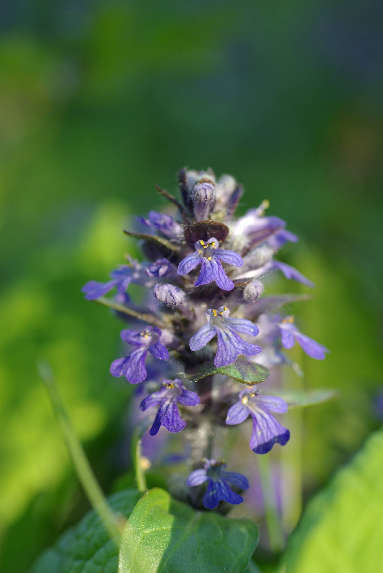 F06-bugle-rampante-de-sophie-launois.JPG