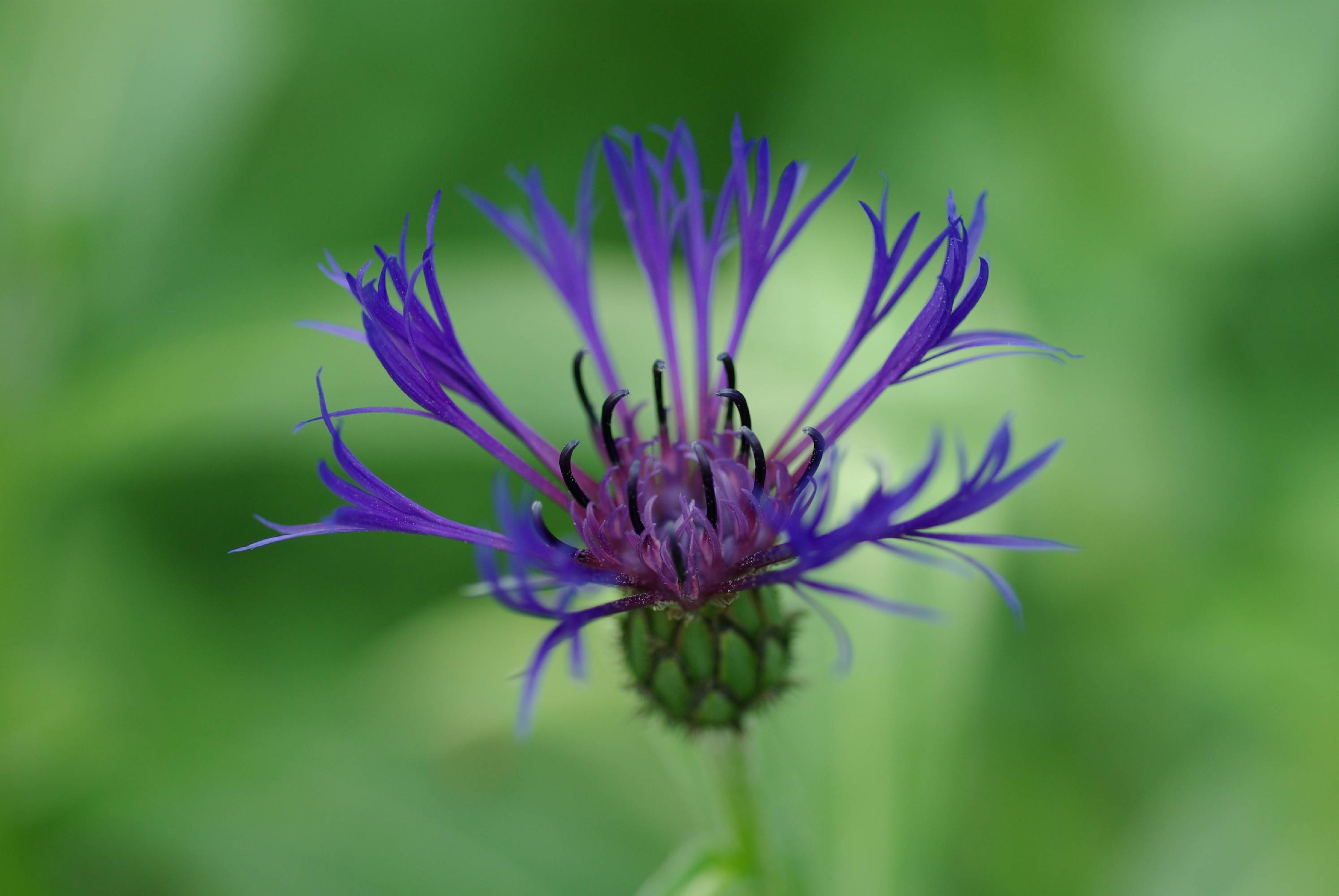 F08-oeillet-centauree-ou-bleuet-desmontagnes-de-benedicte-emelien.JPG