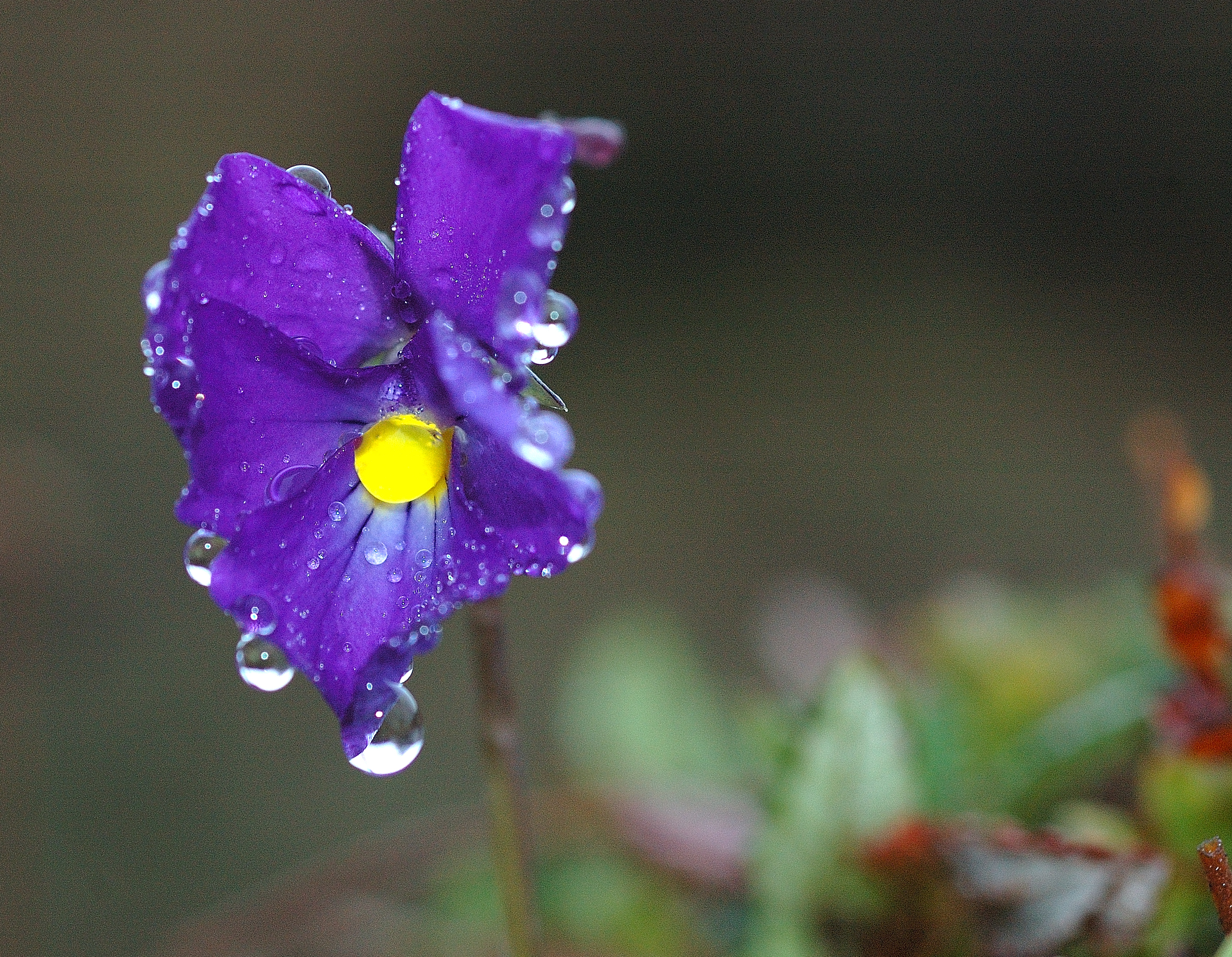 F22-Pensee-sous-la-pluie-de-sylviey-dacko.jpg