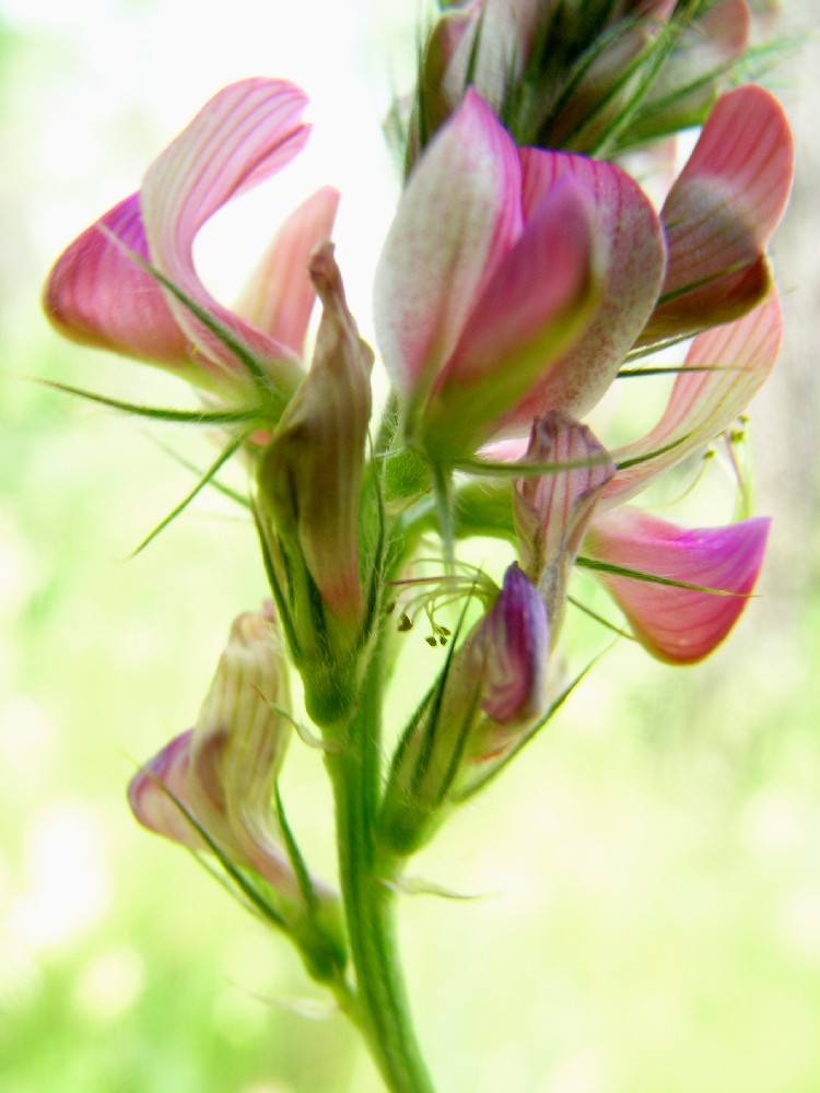 F25-sainfoin-format1520-de-jean-luc-kieken.JPG