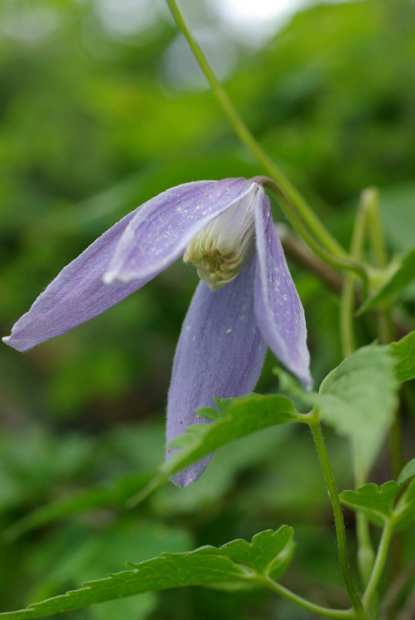 F27-clematite-de-christel-emelien.JPG