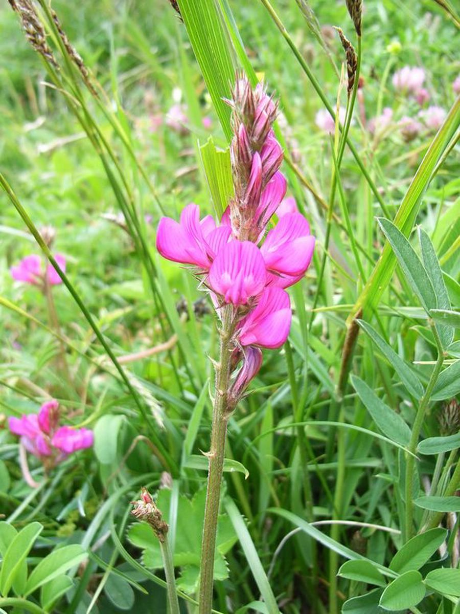 F28-Sainfoin-format1520-de-thierry-bois.jpg