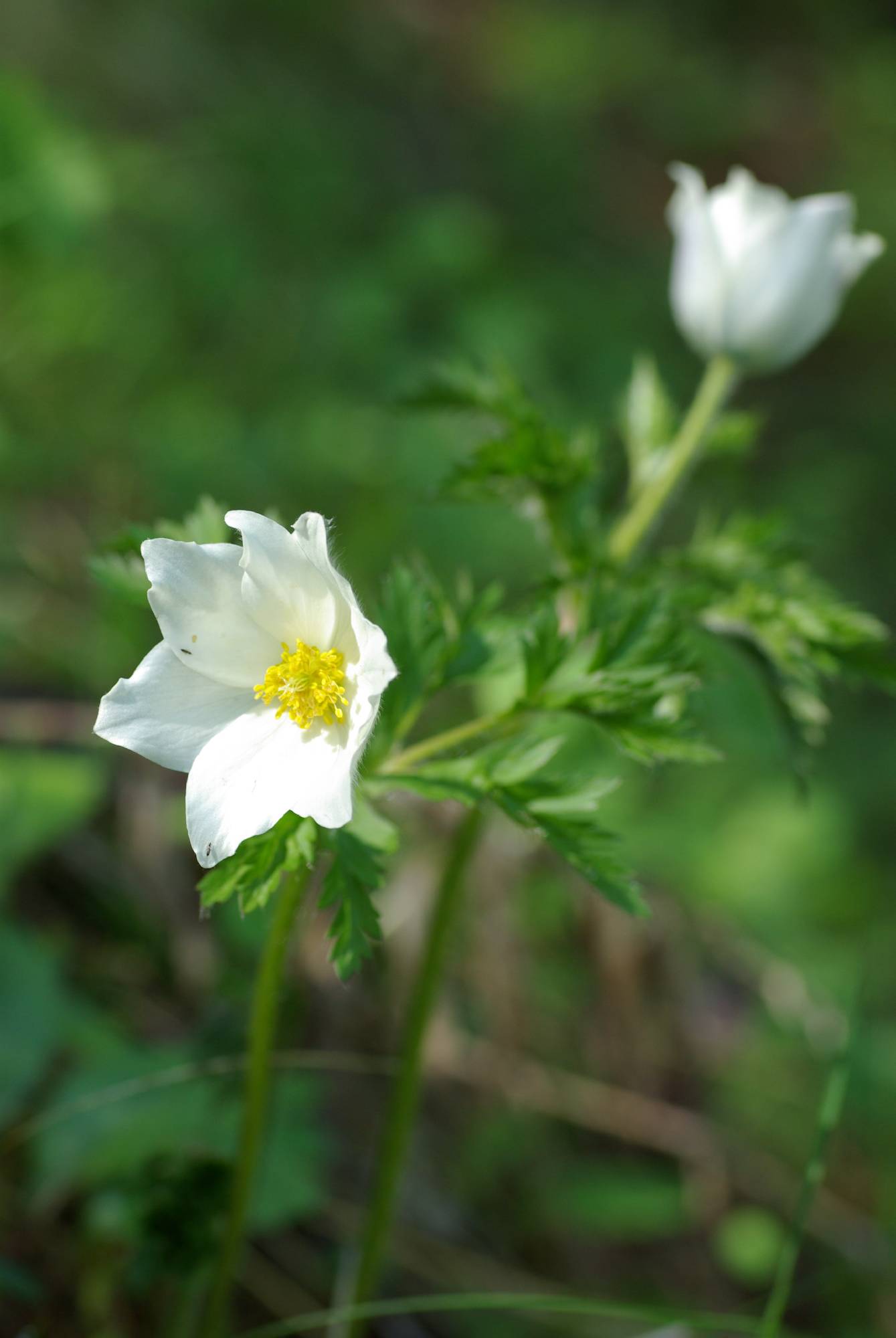 F35-anemone-des-alpes-Jean-de-poortere.JPG