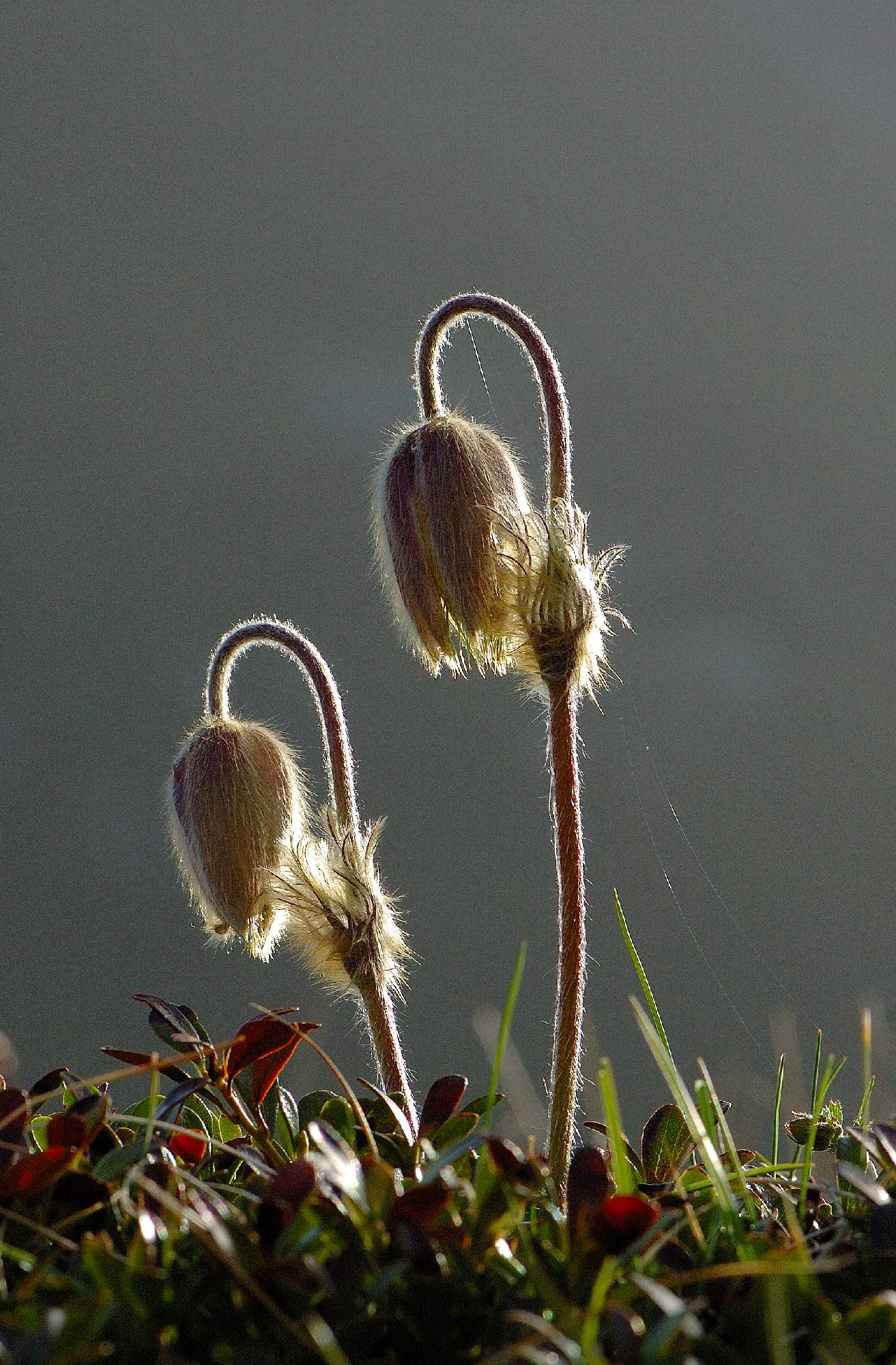 F38-Anemones-printanieres-en-contre-jour-de-thierry-dacko.jpg