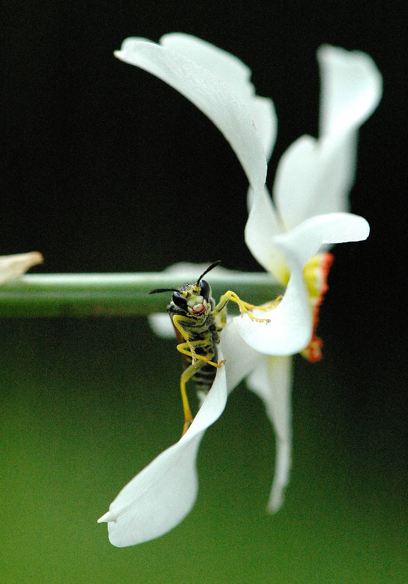 F39-Petite-guepe-sur-fleur-de-Narcisse-de-sylvie-dacko.jpg