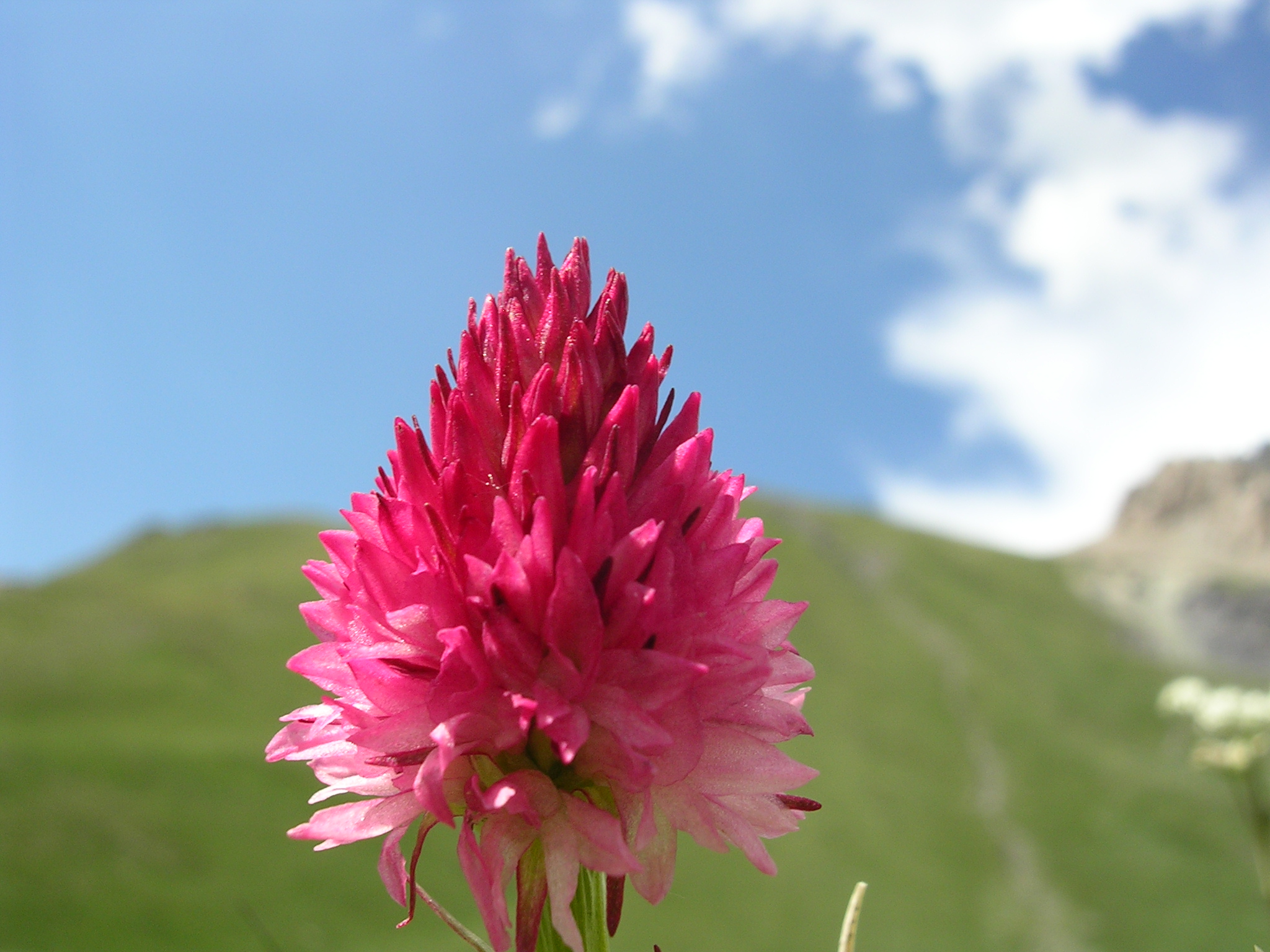 F42-Orchis-vanillee-de-adjou-azize.JPG