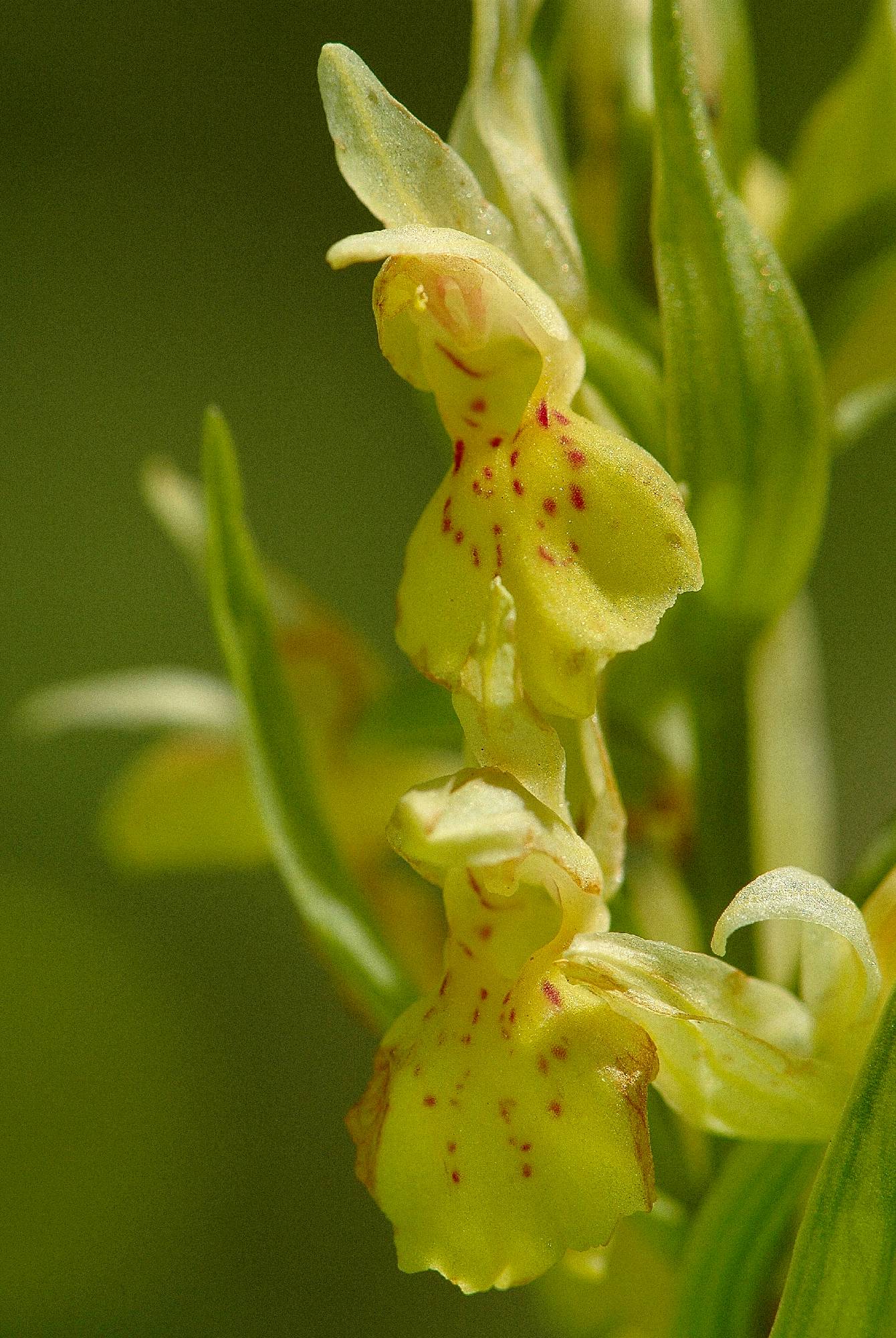 F43-Orchis-Sureau-en-robe-jaune-de-philippe-dacko.jpg