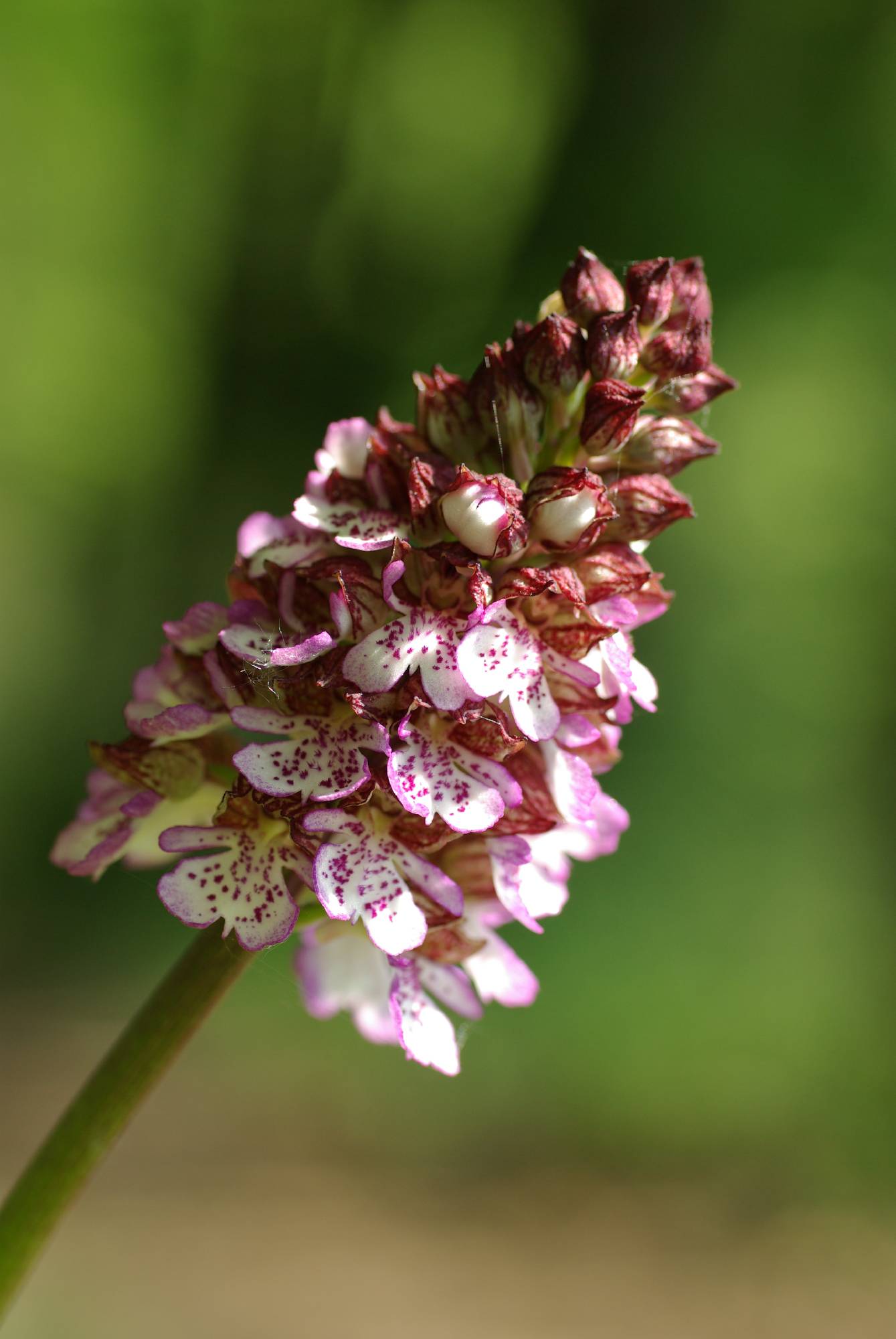 F44-orchis-de-joseph-de-poortere.JPG