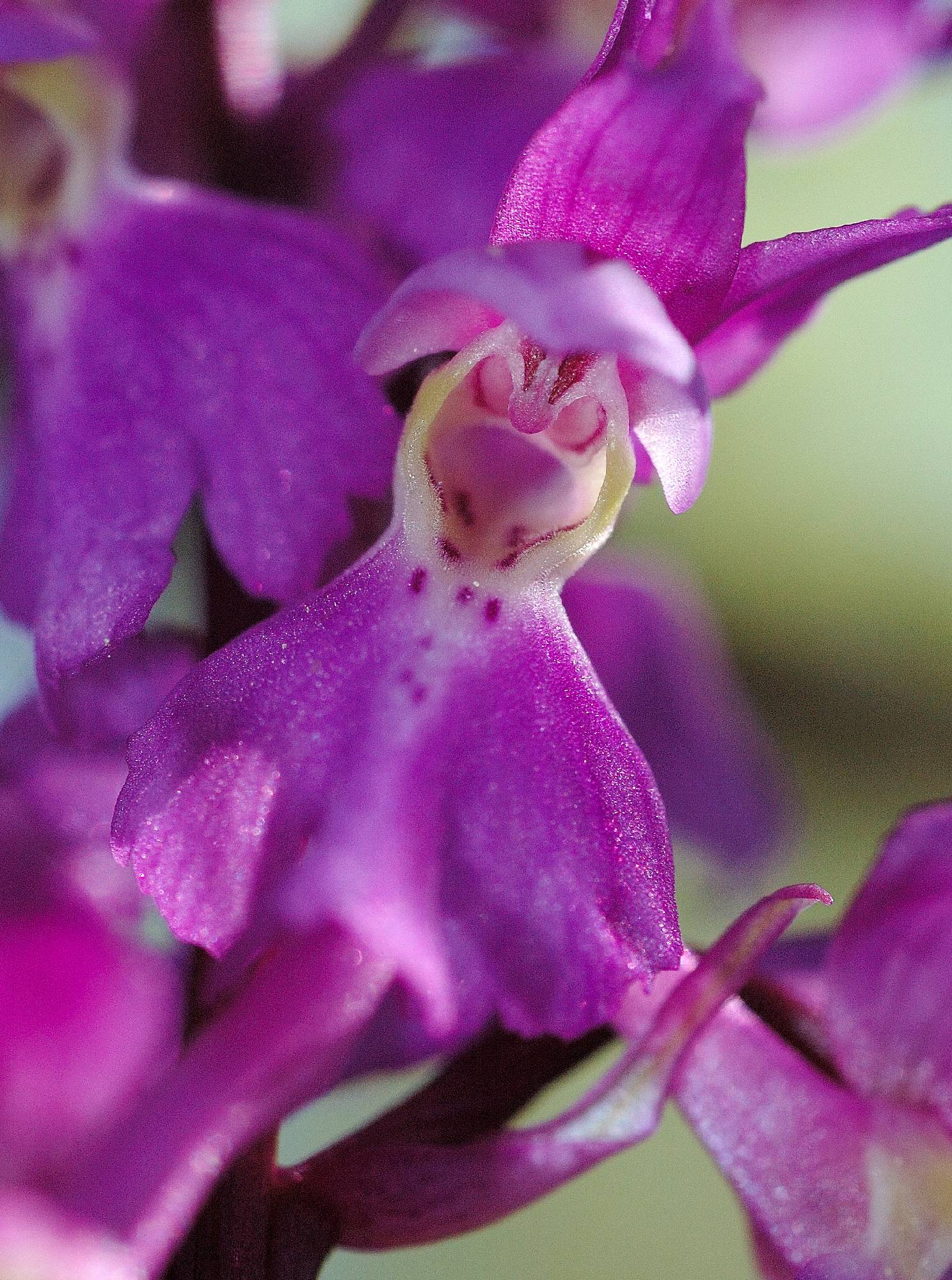 F45-Orchidee-de-philippe-dacko.jpg