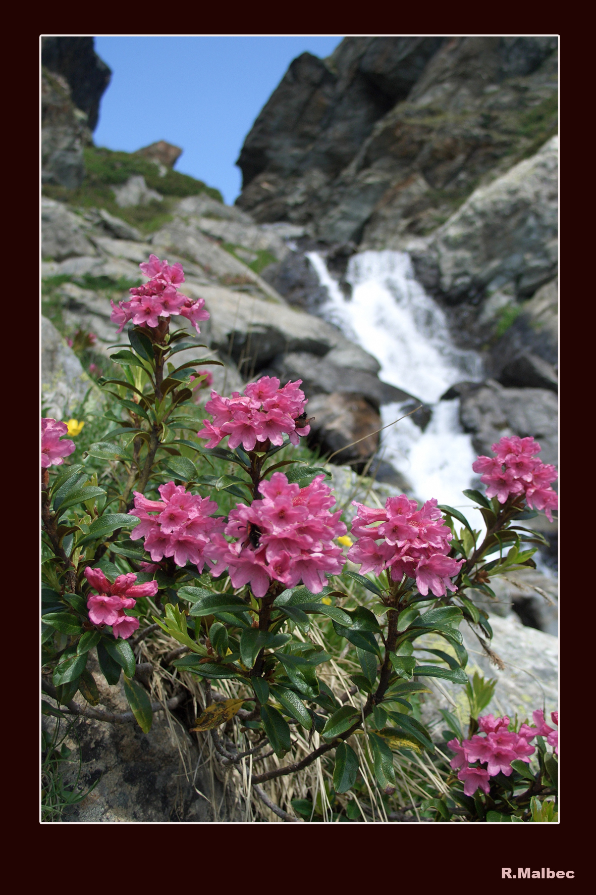 F48-rhododendron-de-raymond-Malbec.jpg