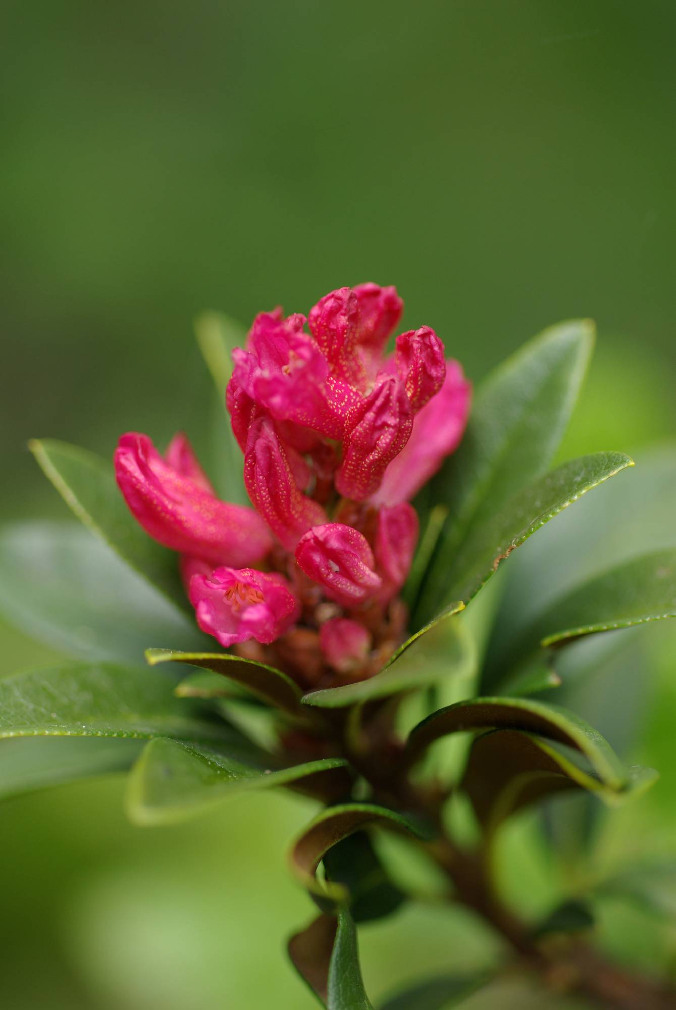 F49-rhododendron-de-Marie-emelien.JPG