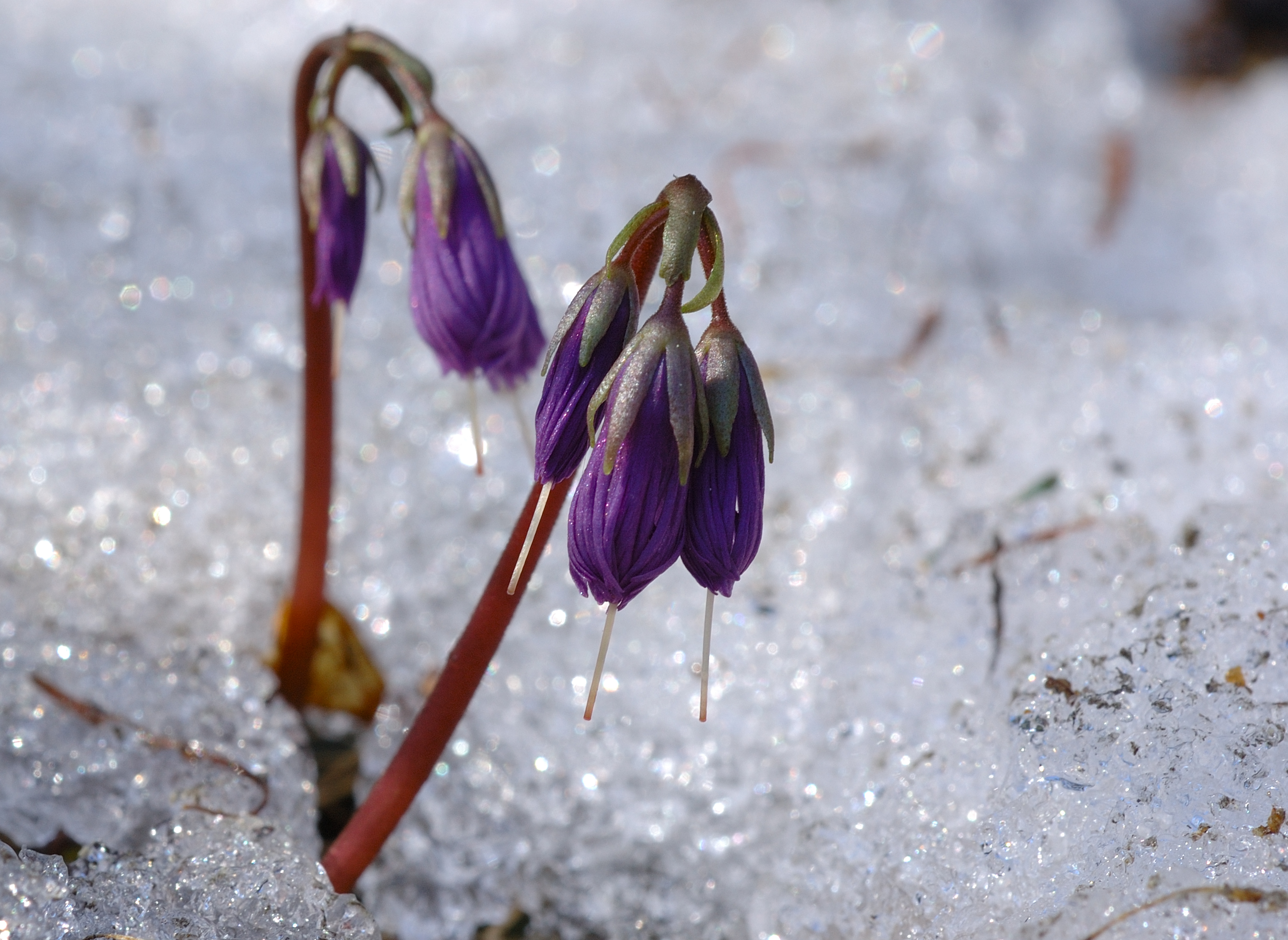 F50-Soldanelles-percant-la-neige-de-sylvie-dacko.jpg