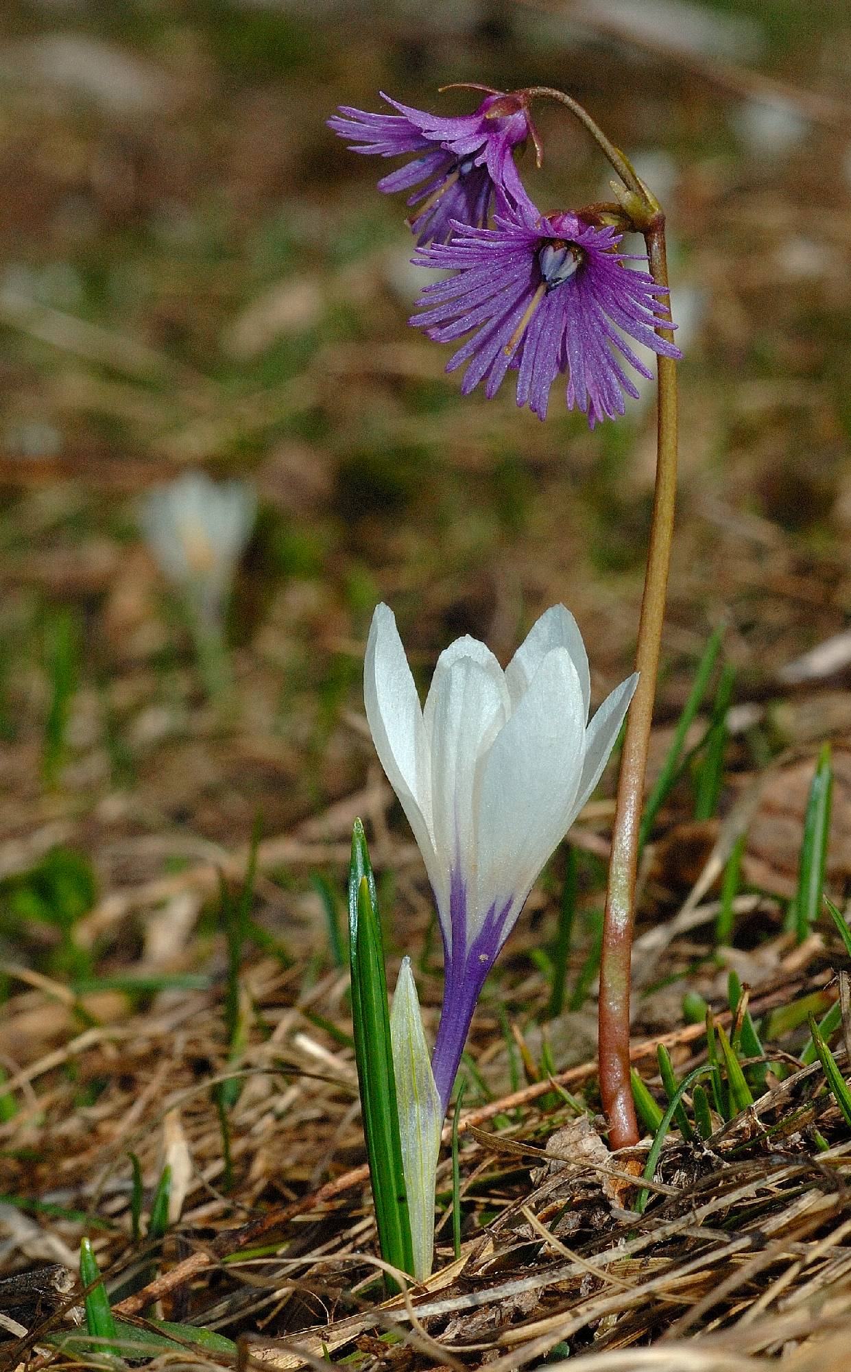 F51a-Crocus-et-soldanelle-de-thierry-dacko.jpg