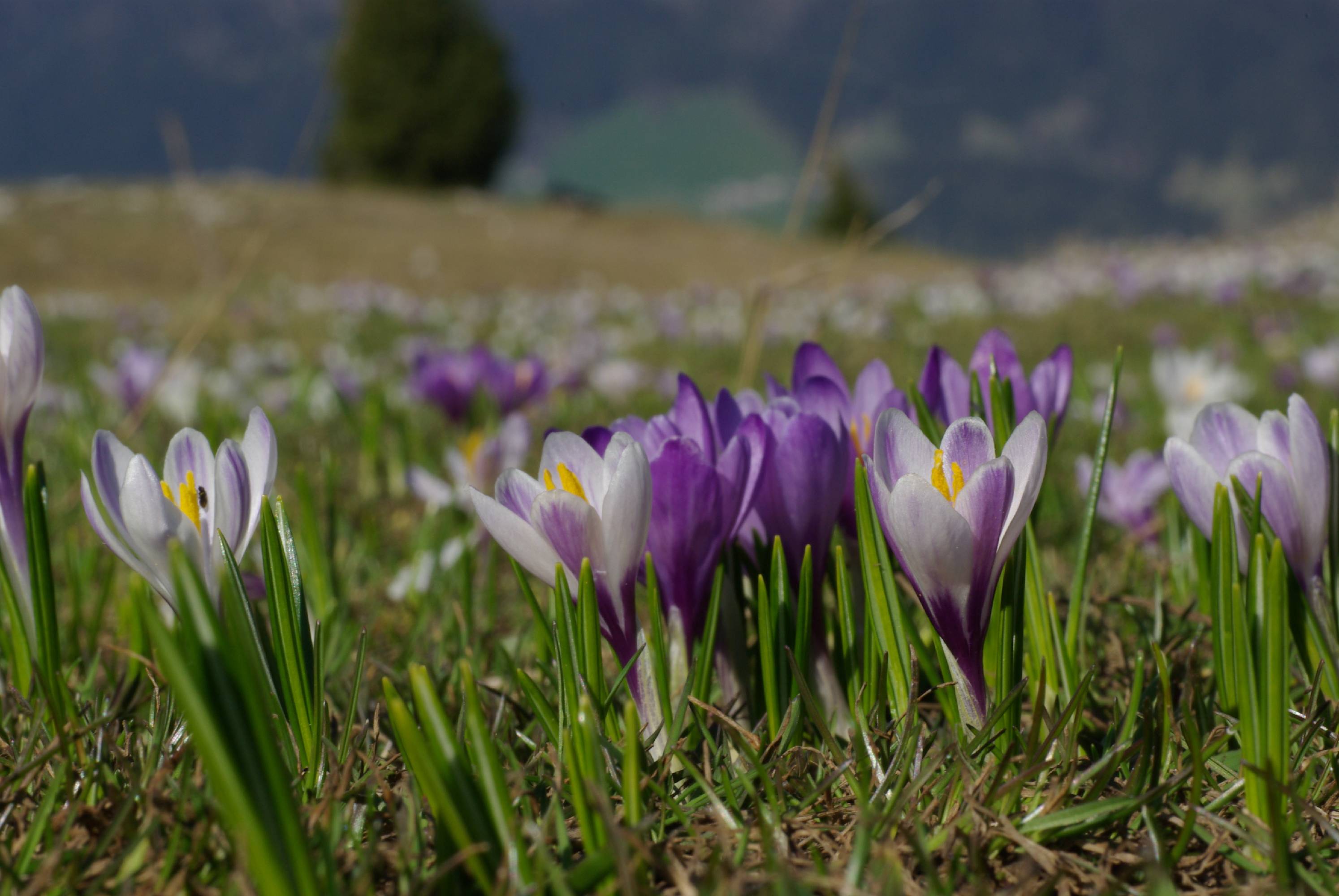 F53-crocus-de-andre-vallet.JPG