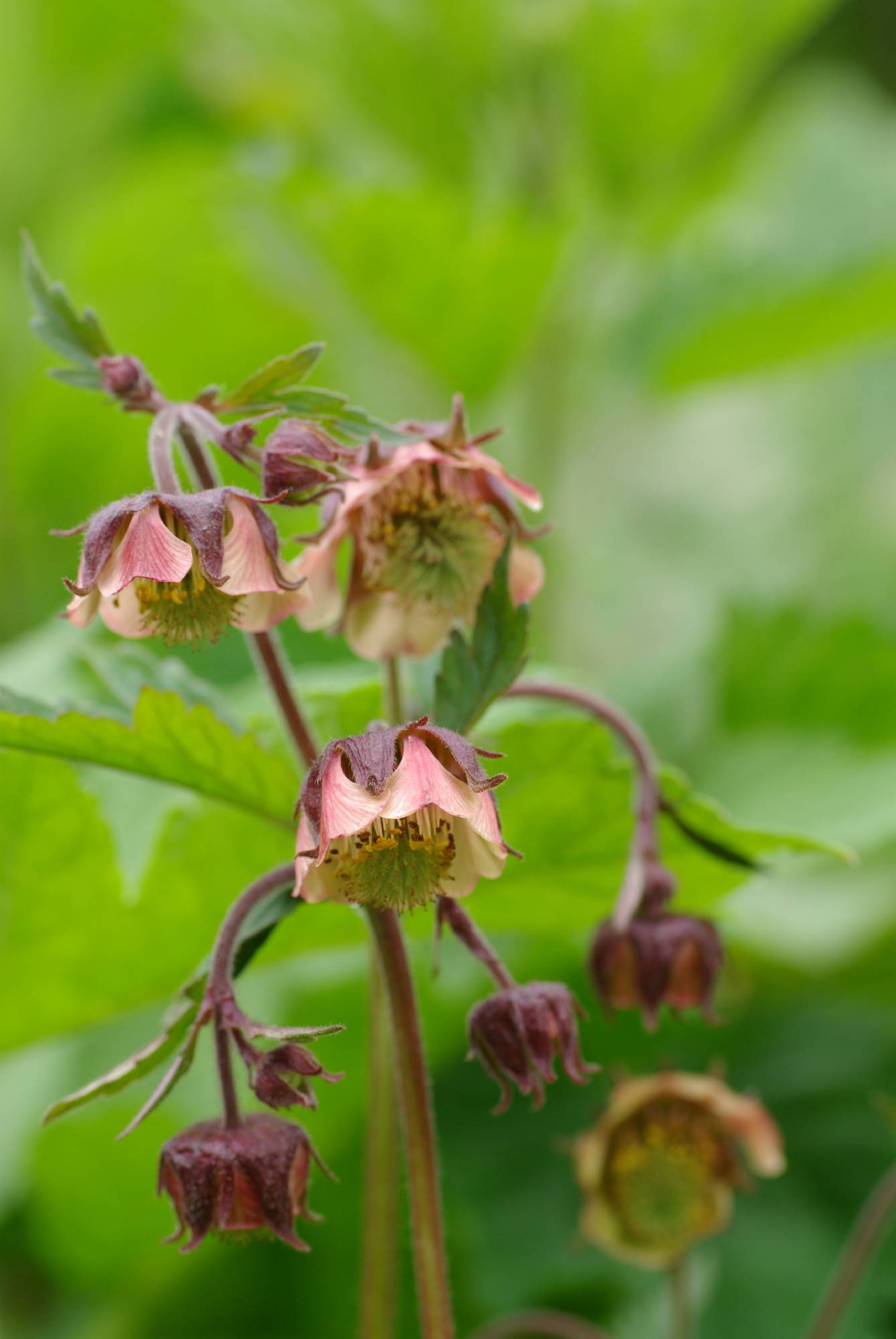 F54-benoite-des ruisseaux-geum-rivale-de-brigitte-cahen.JPG