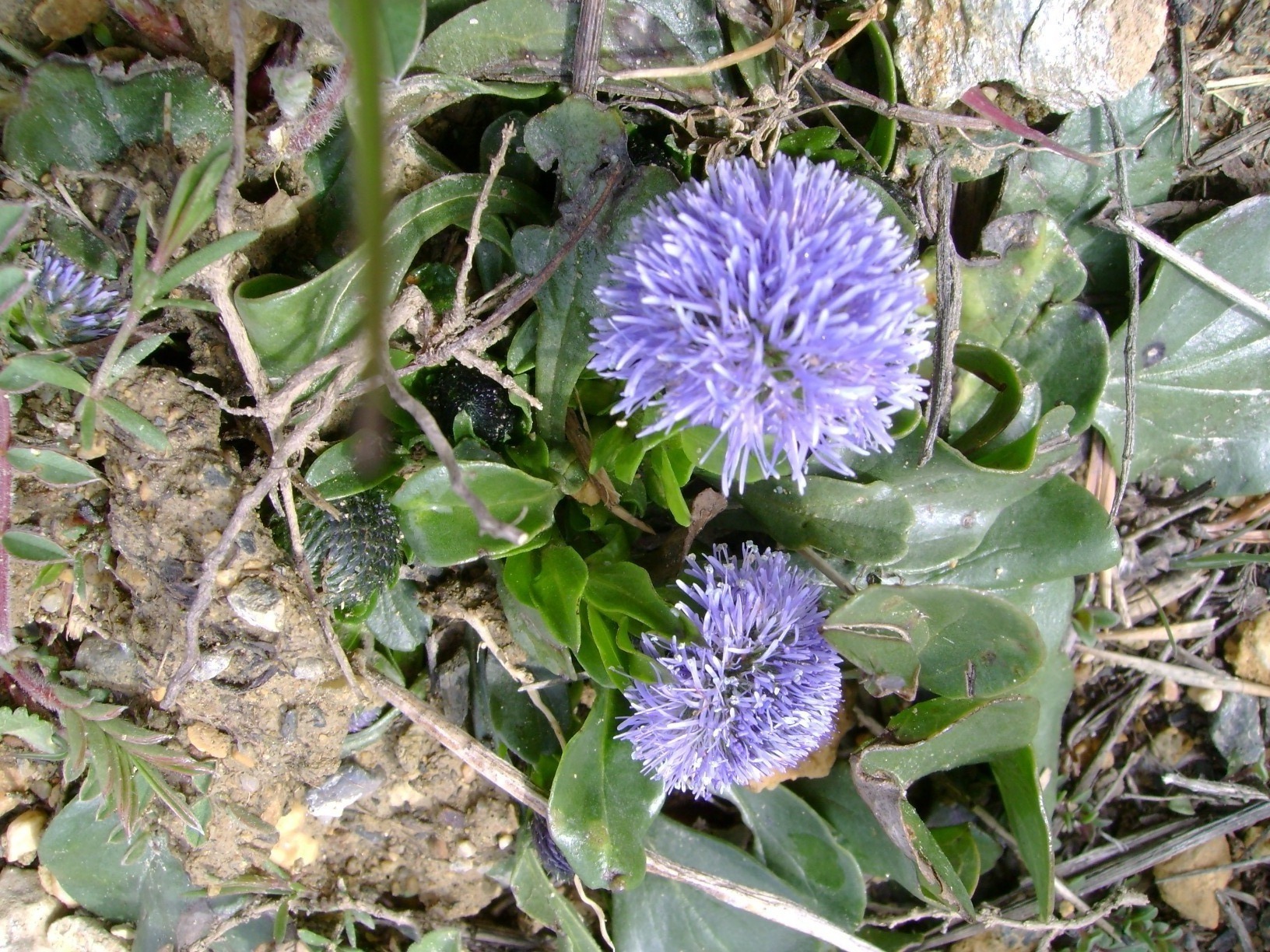 F58-globulaire-feuilles-en-coeurs-de-martine-falcoz.JPG