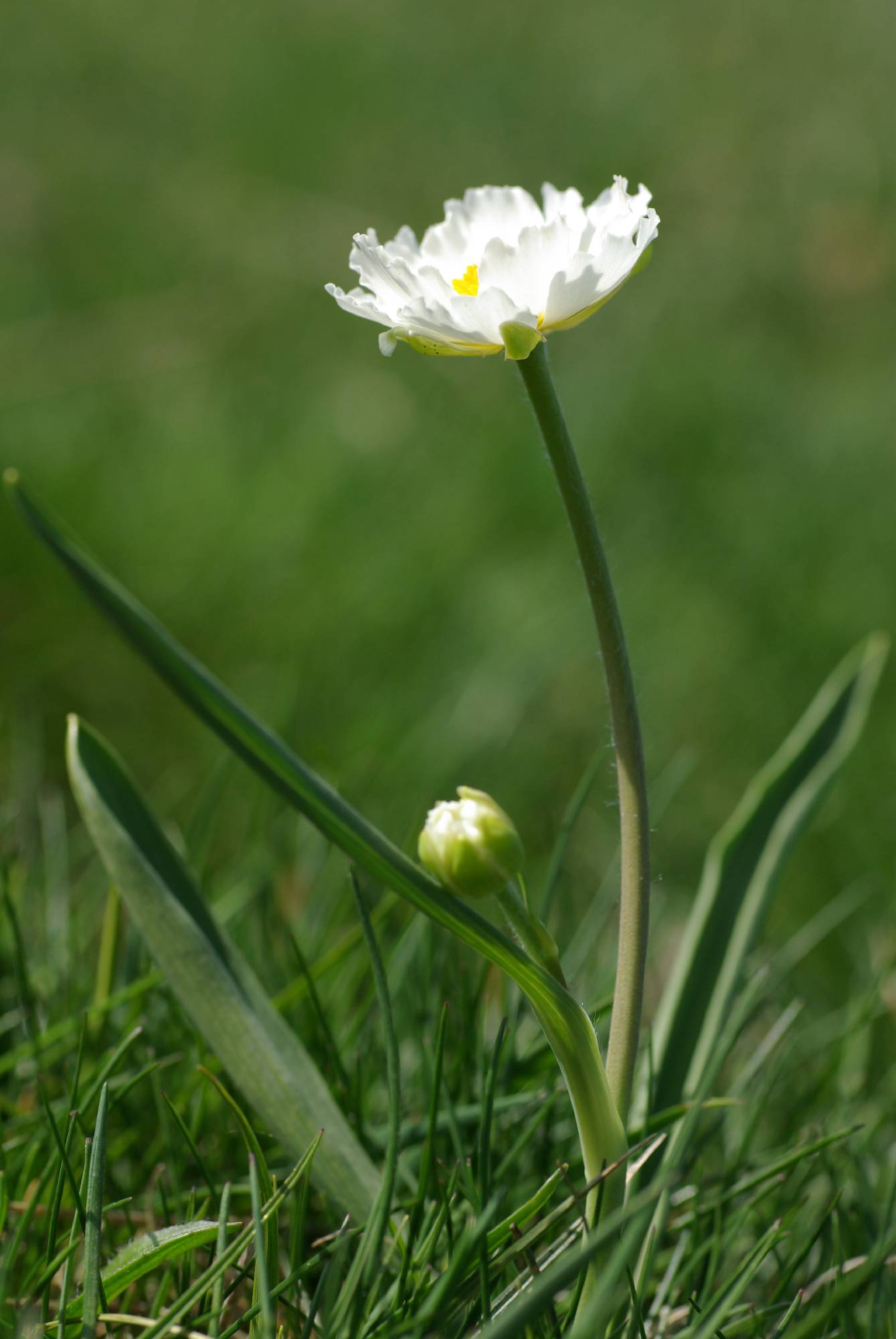 F70-renoncule-des-pyrennes-de-gilbert-dupont.JPG