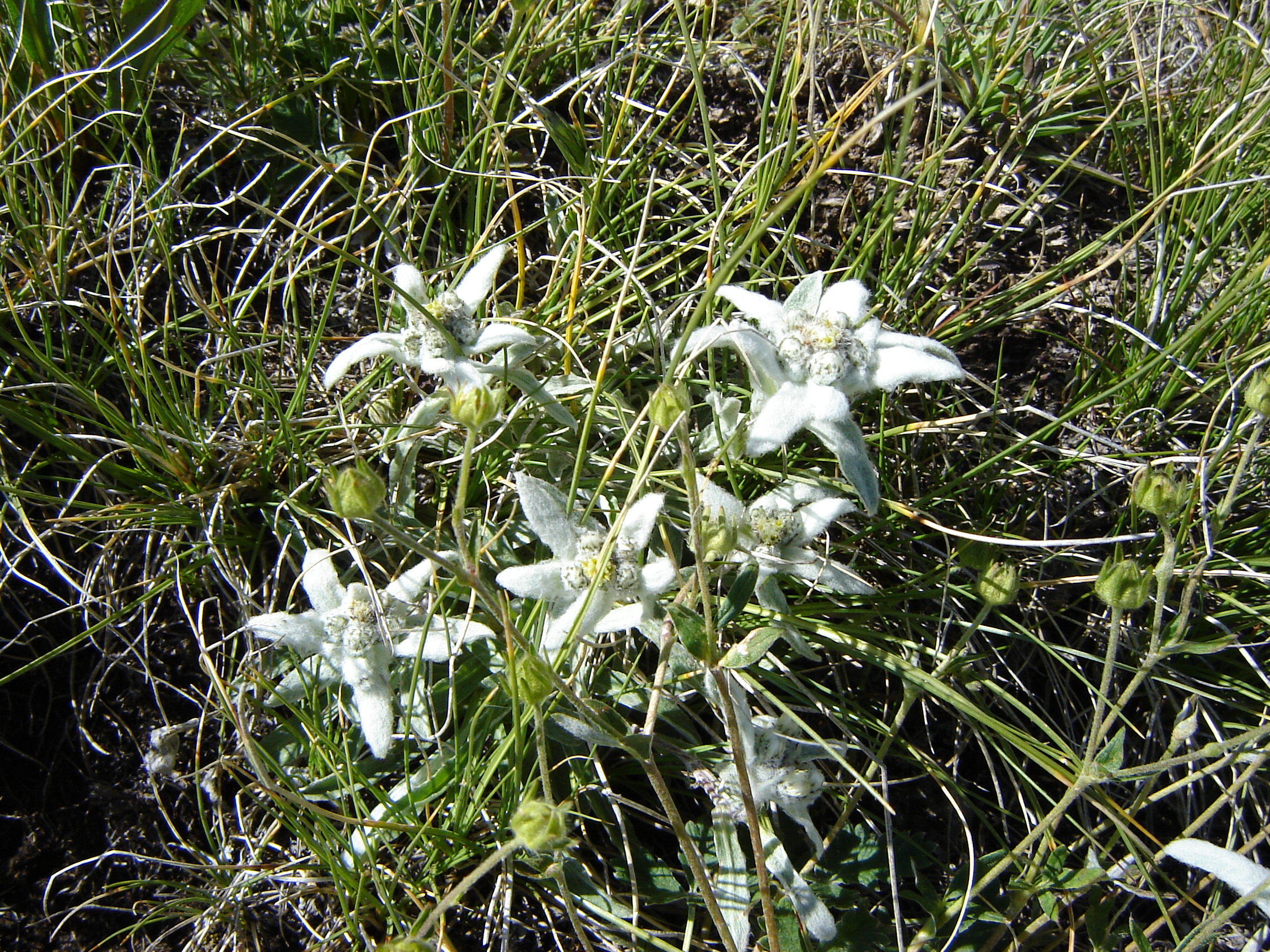 F74-Edelweiss-de-bernard-canac.jpg