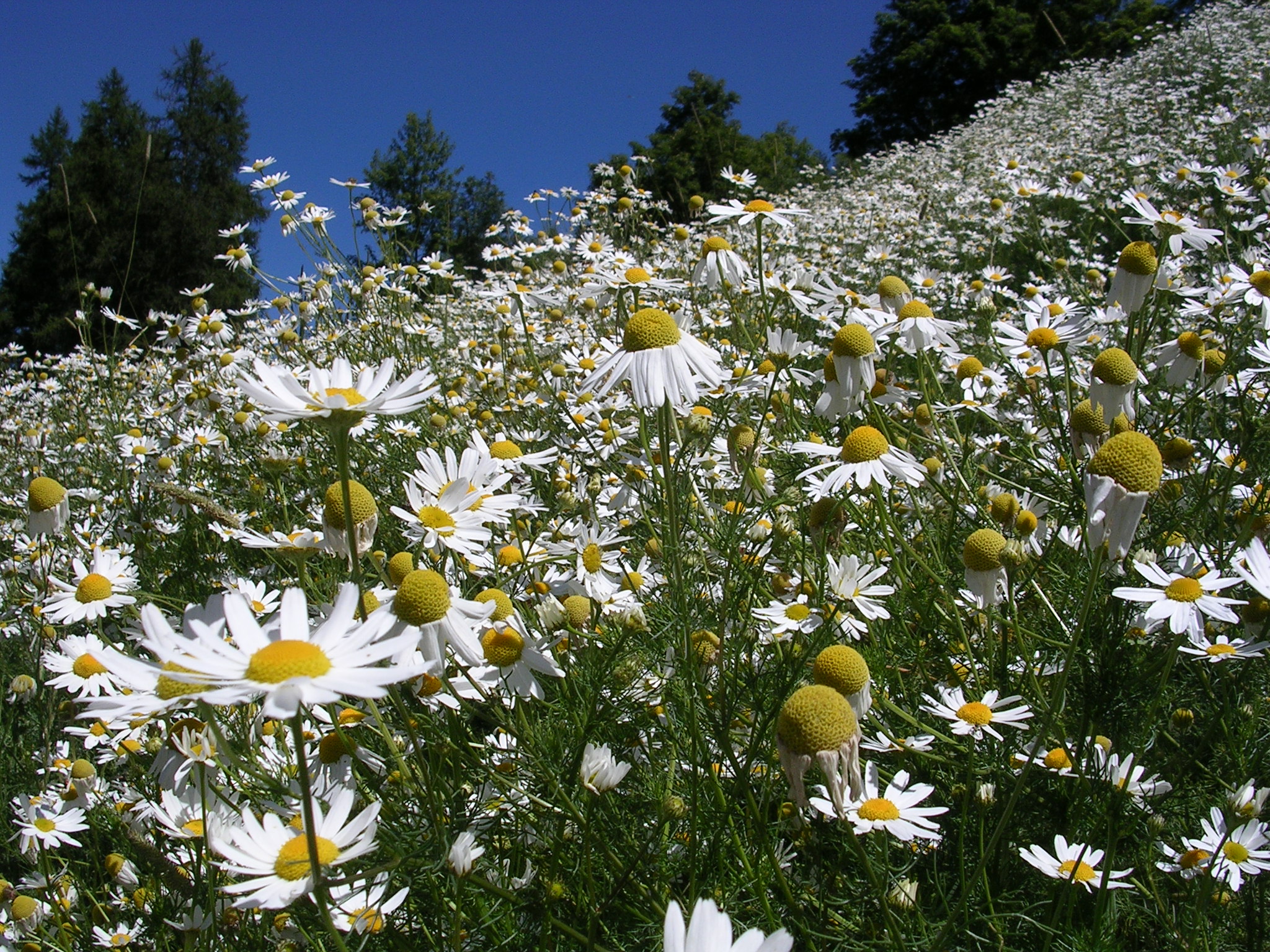 F77-marguerites-champ-de-adjou-azize.JPG