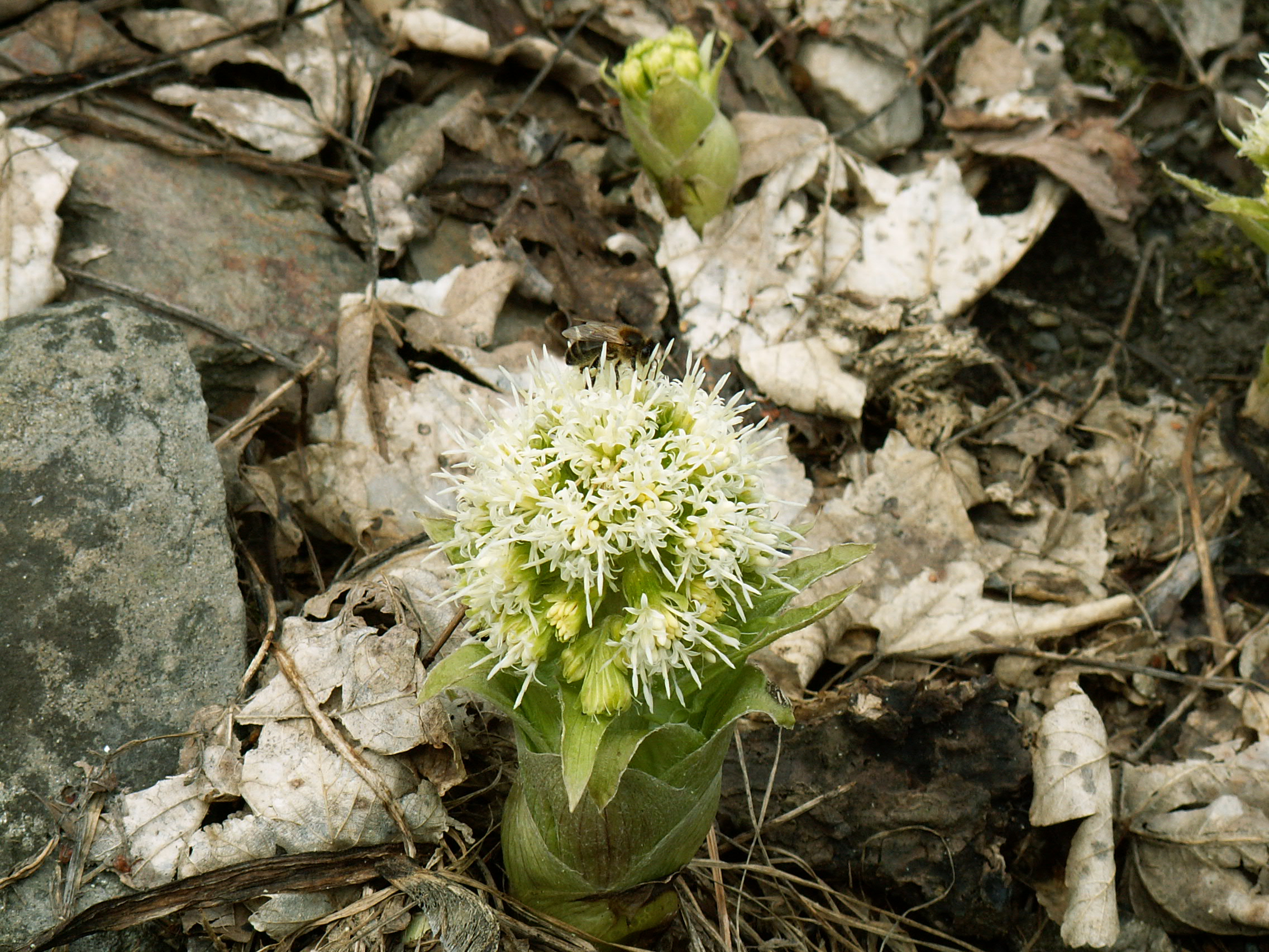 F79-Petasite-de-jea-philippe-sage.jpg