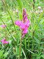 F28-Sainfoin-format1520-de-thierry-bois